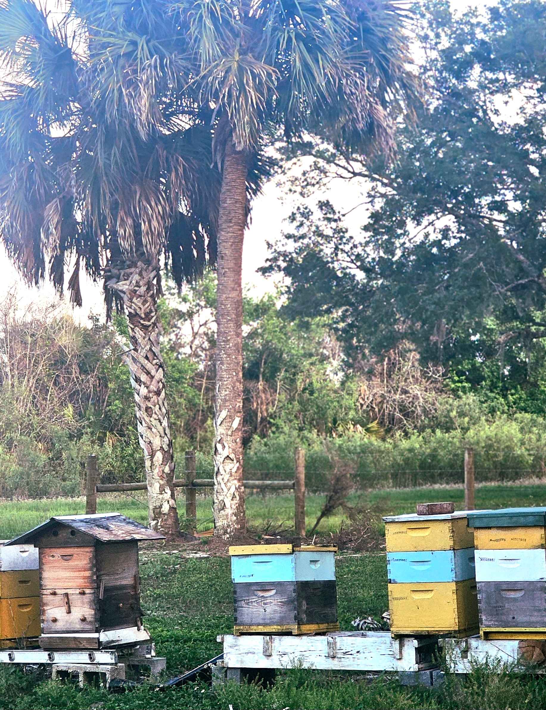 Taste of Old Florida