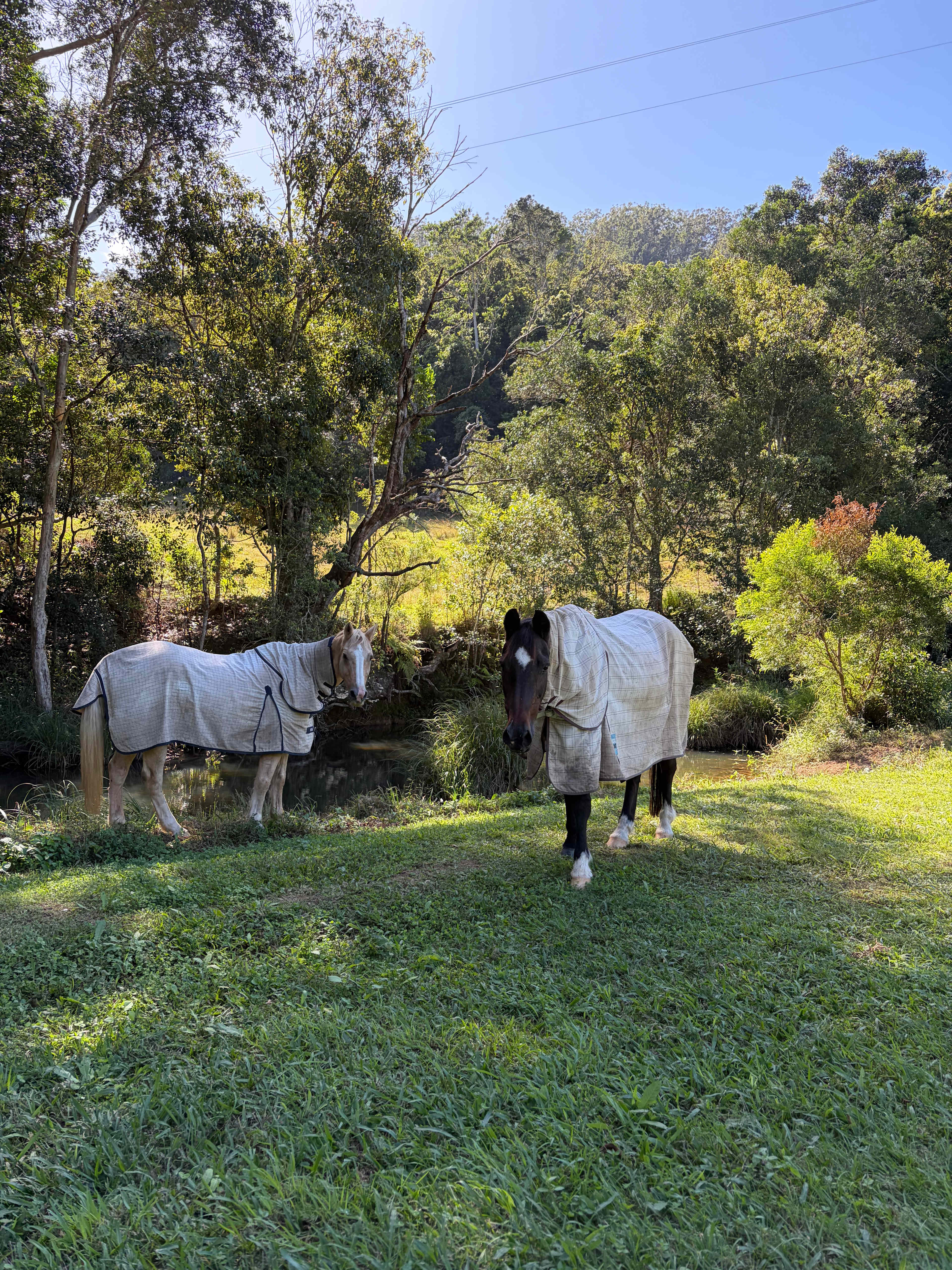 Rowlands Creek Camp Area