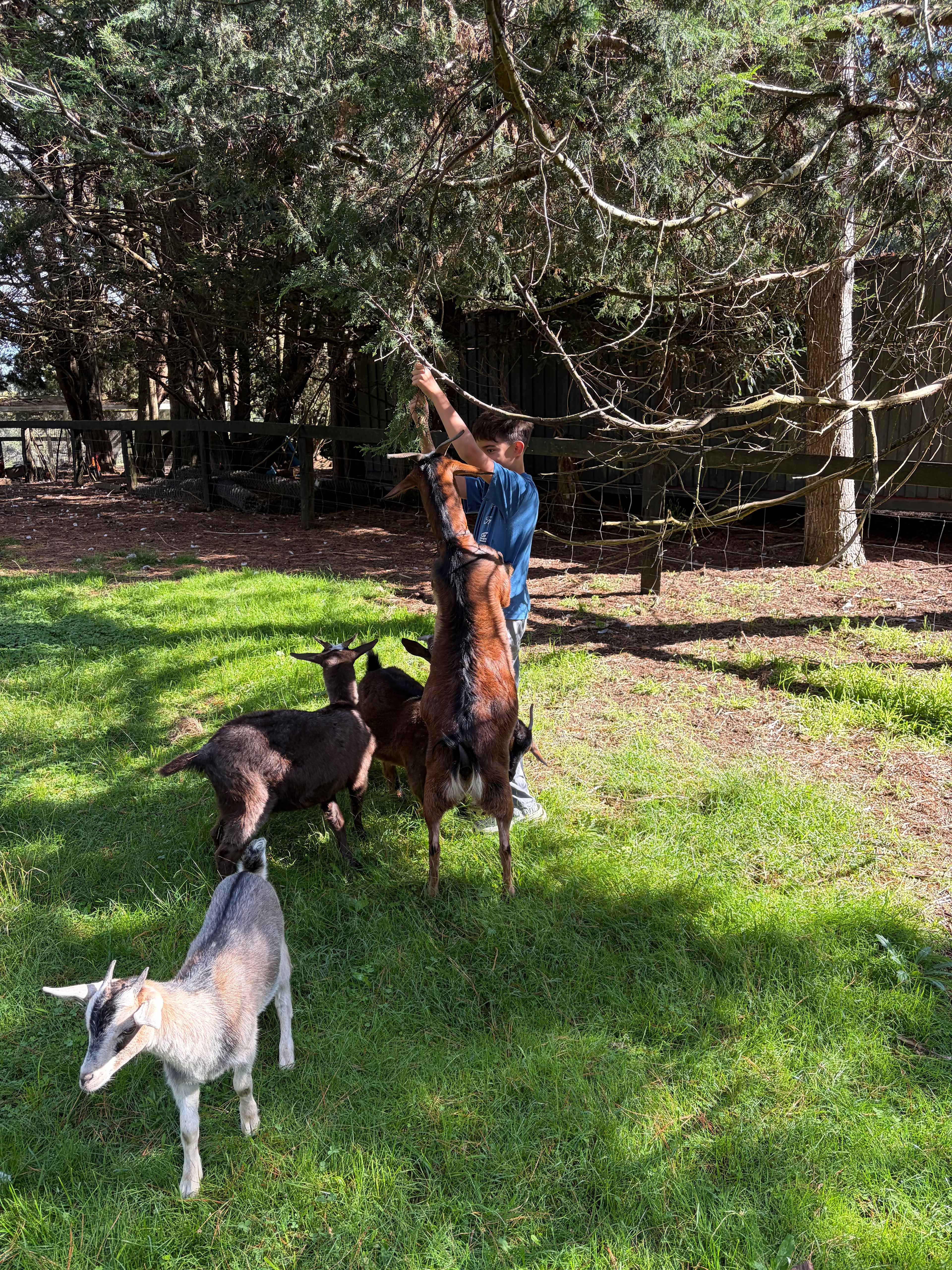 Redleaf Farm Glamping