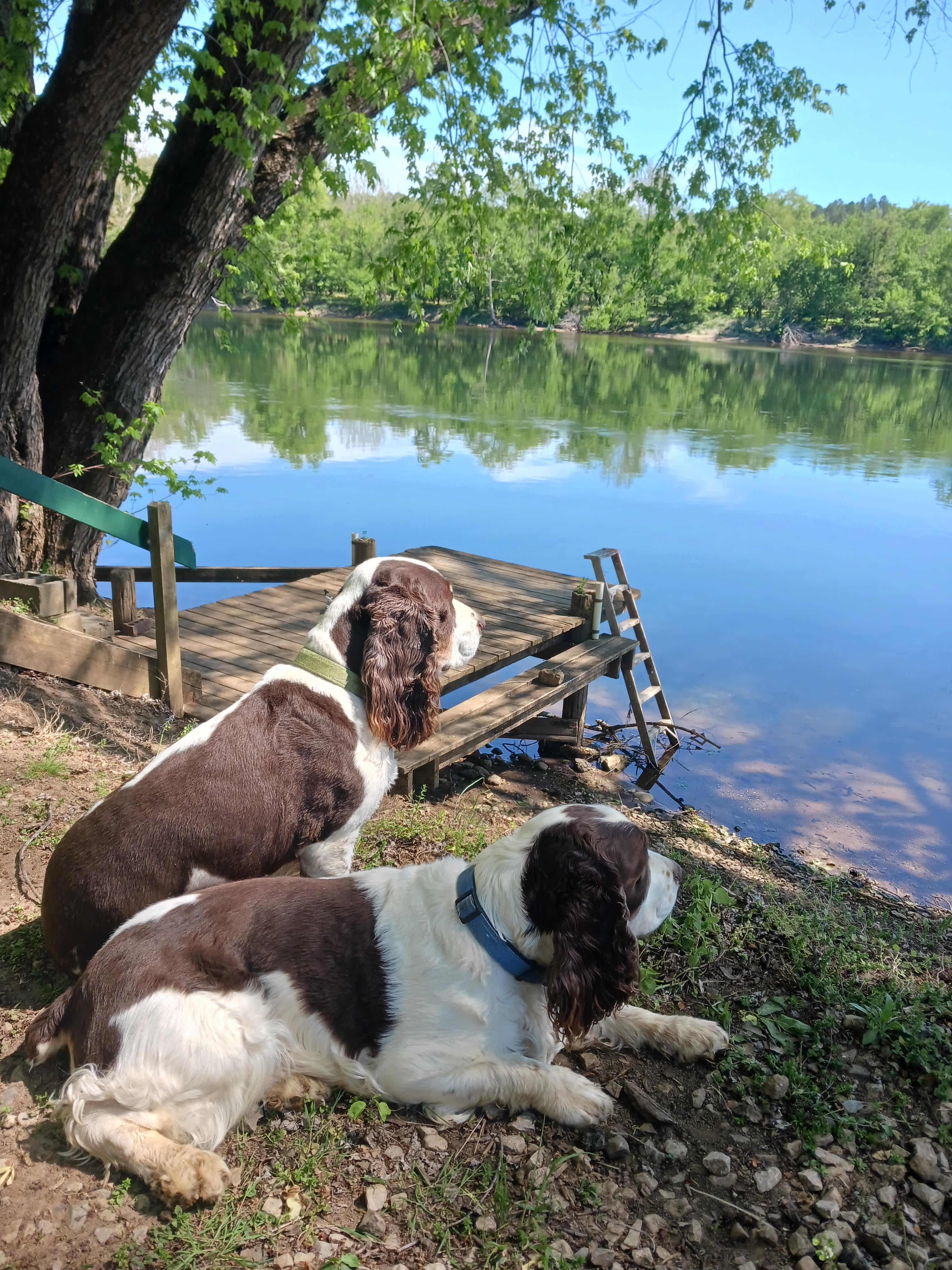 Dog friendly and approved!