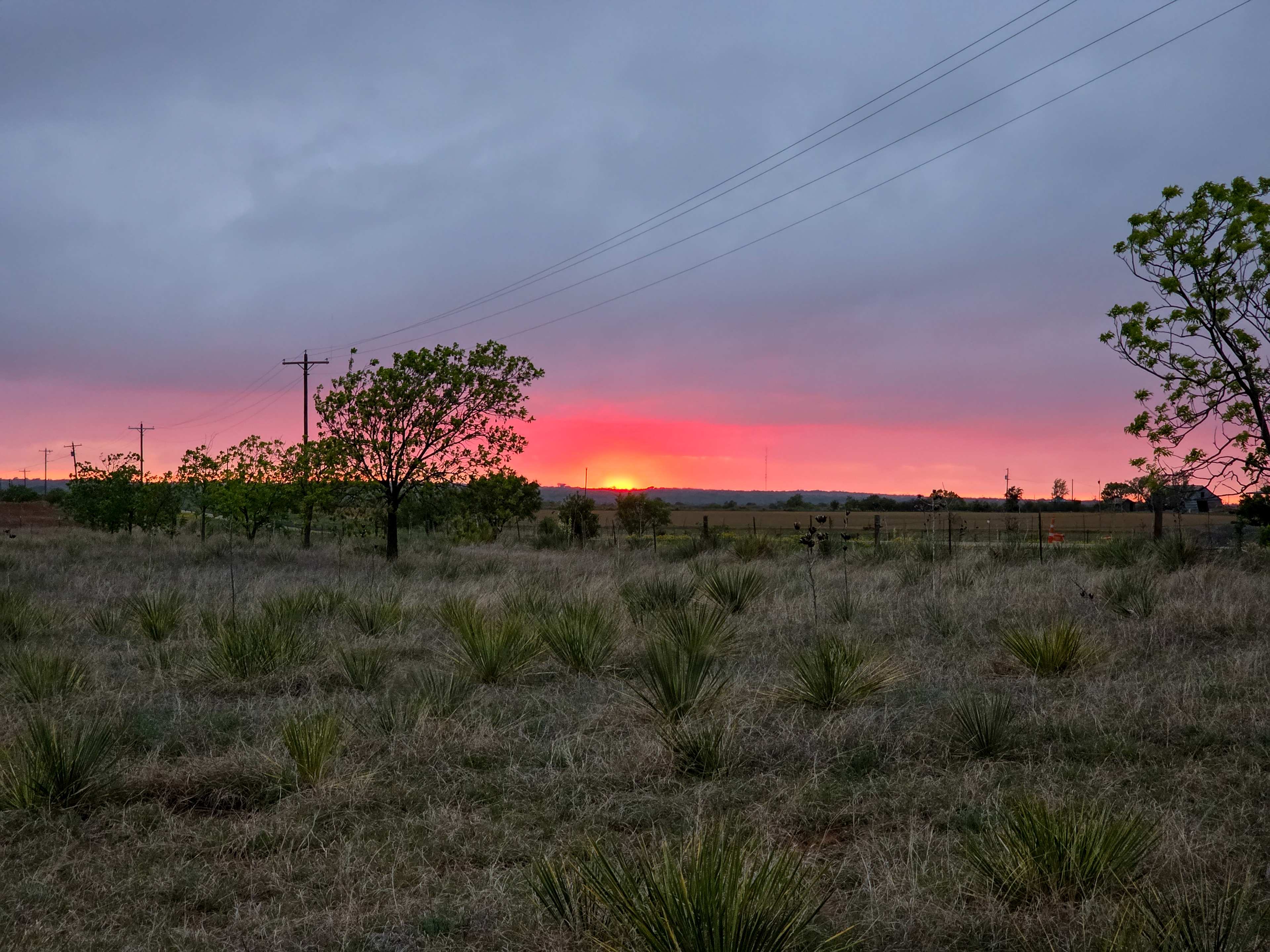 Pecan orchard