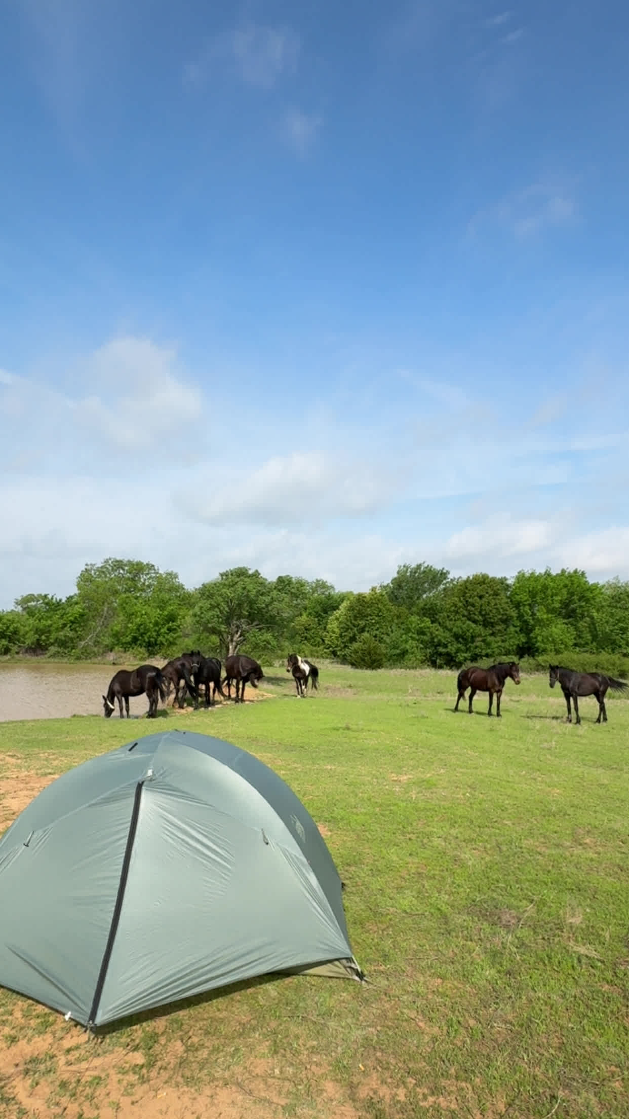 Chivalry Friesians Ranch