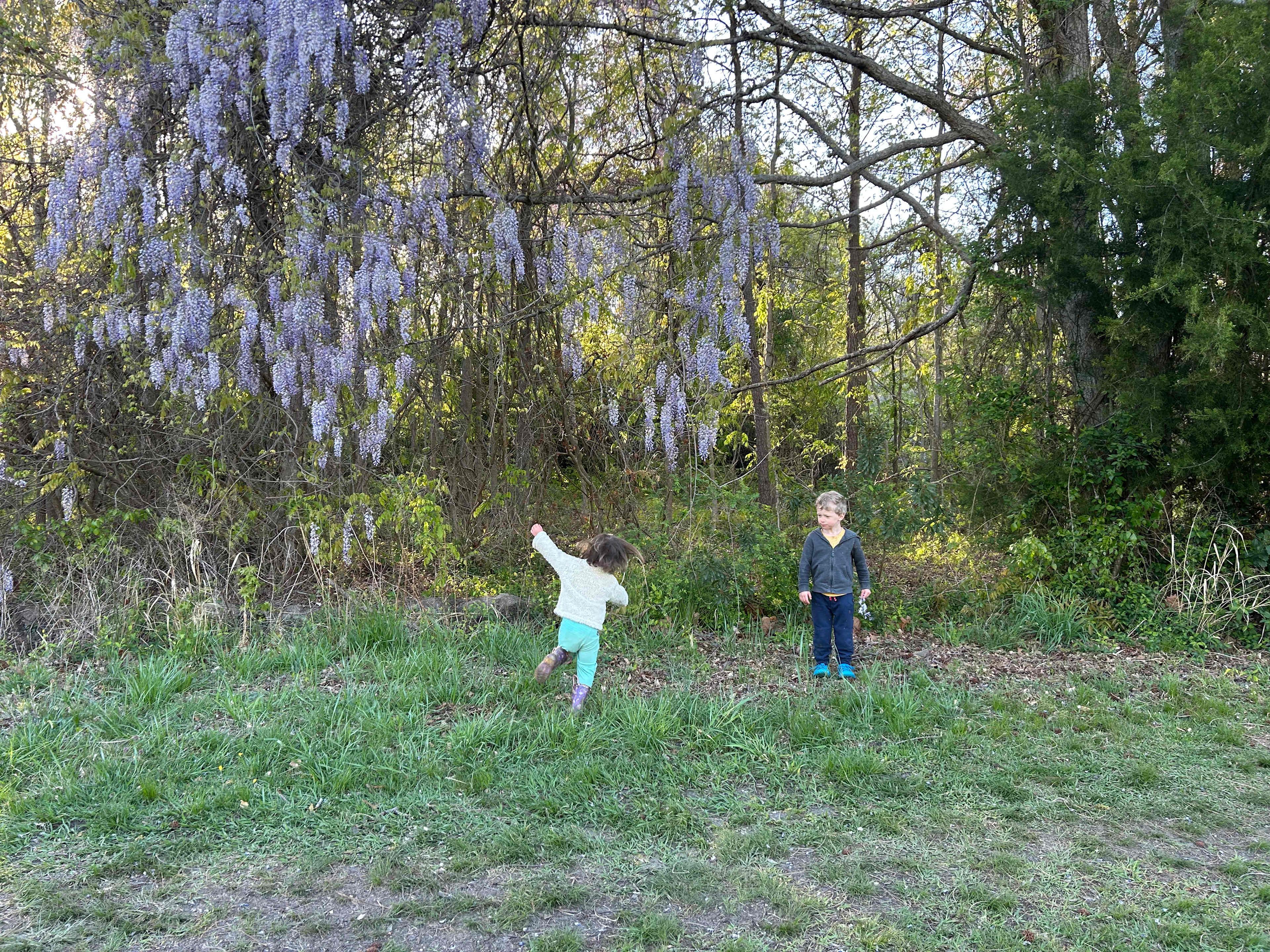 The Guinea Farm, Field, and Forest