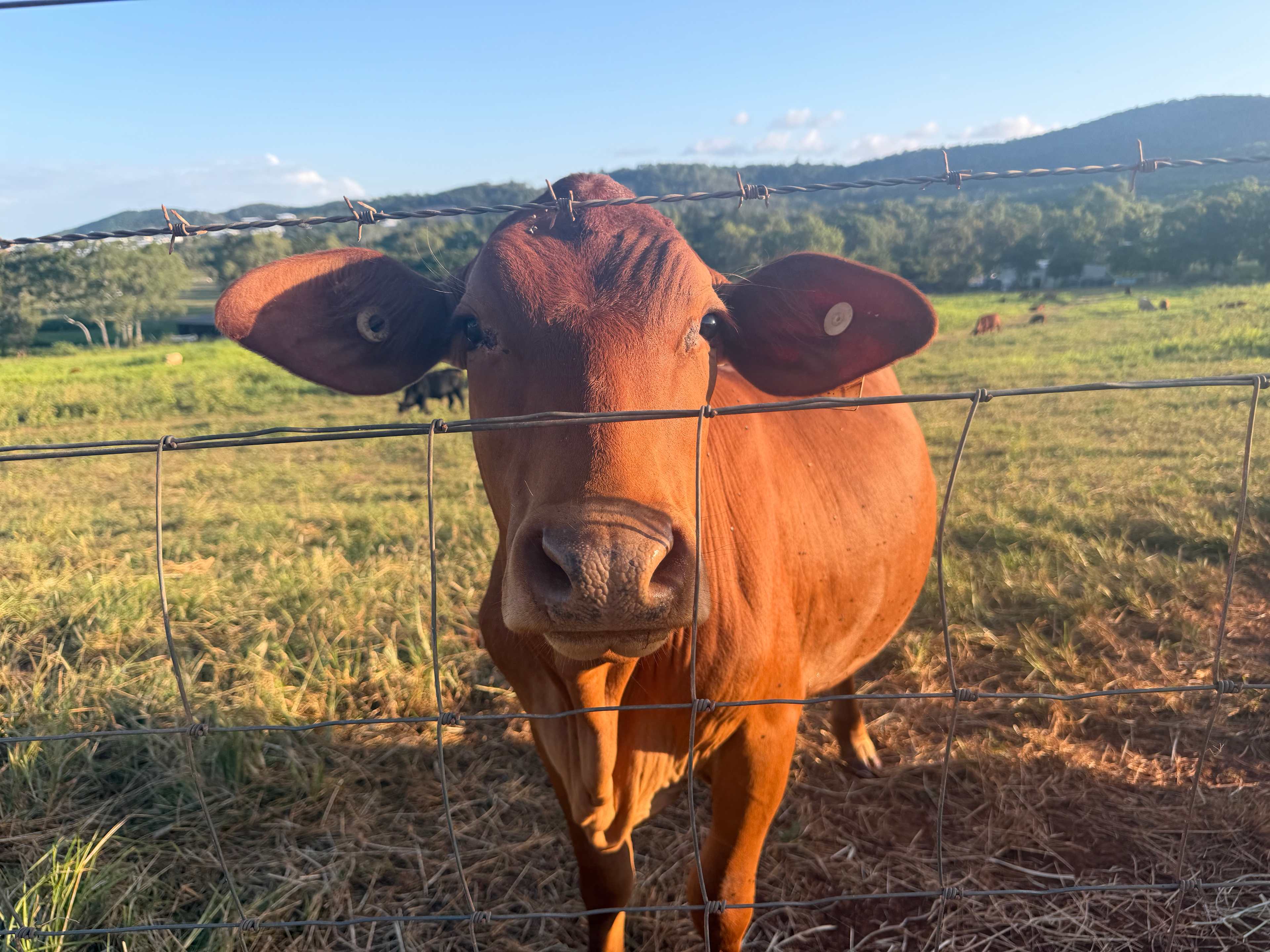 Yeppoon Farmstay