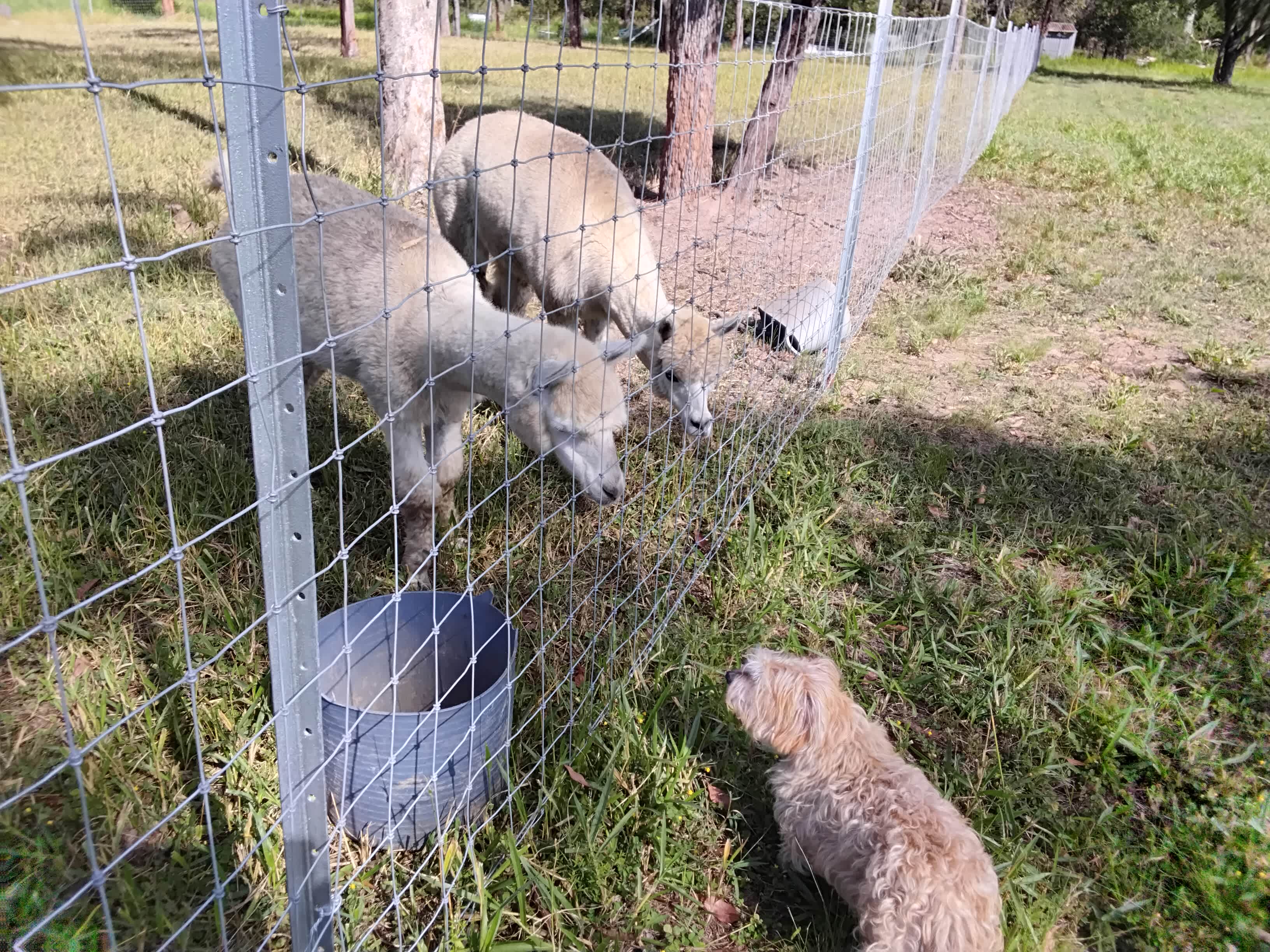 VietJess Farm