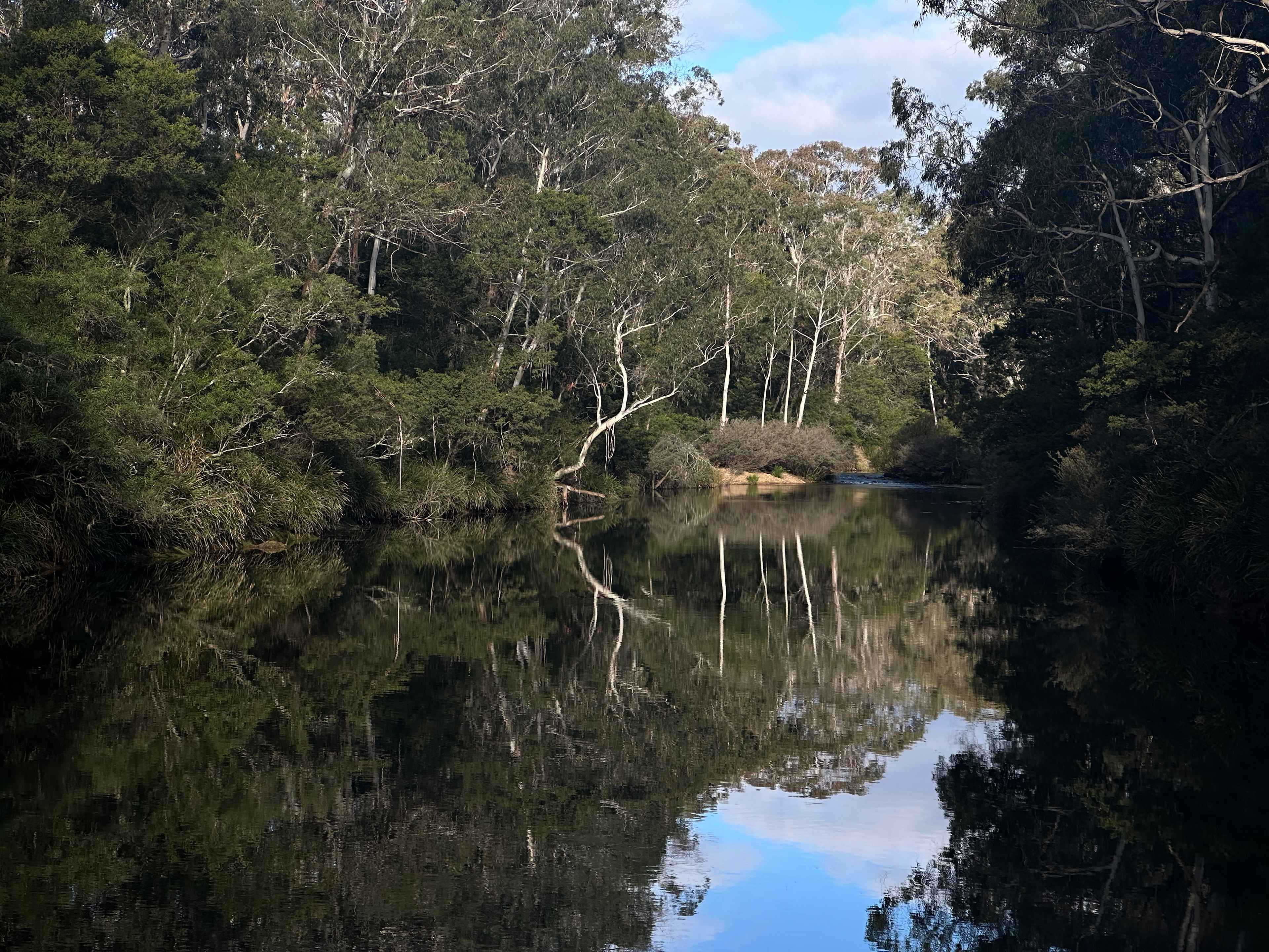 Scribbly Gum secluded bush camping