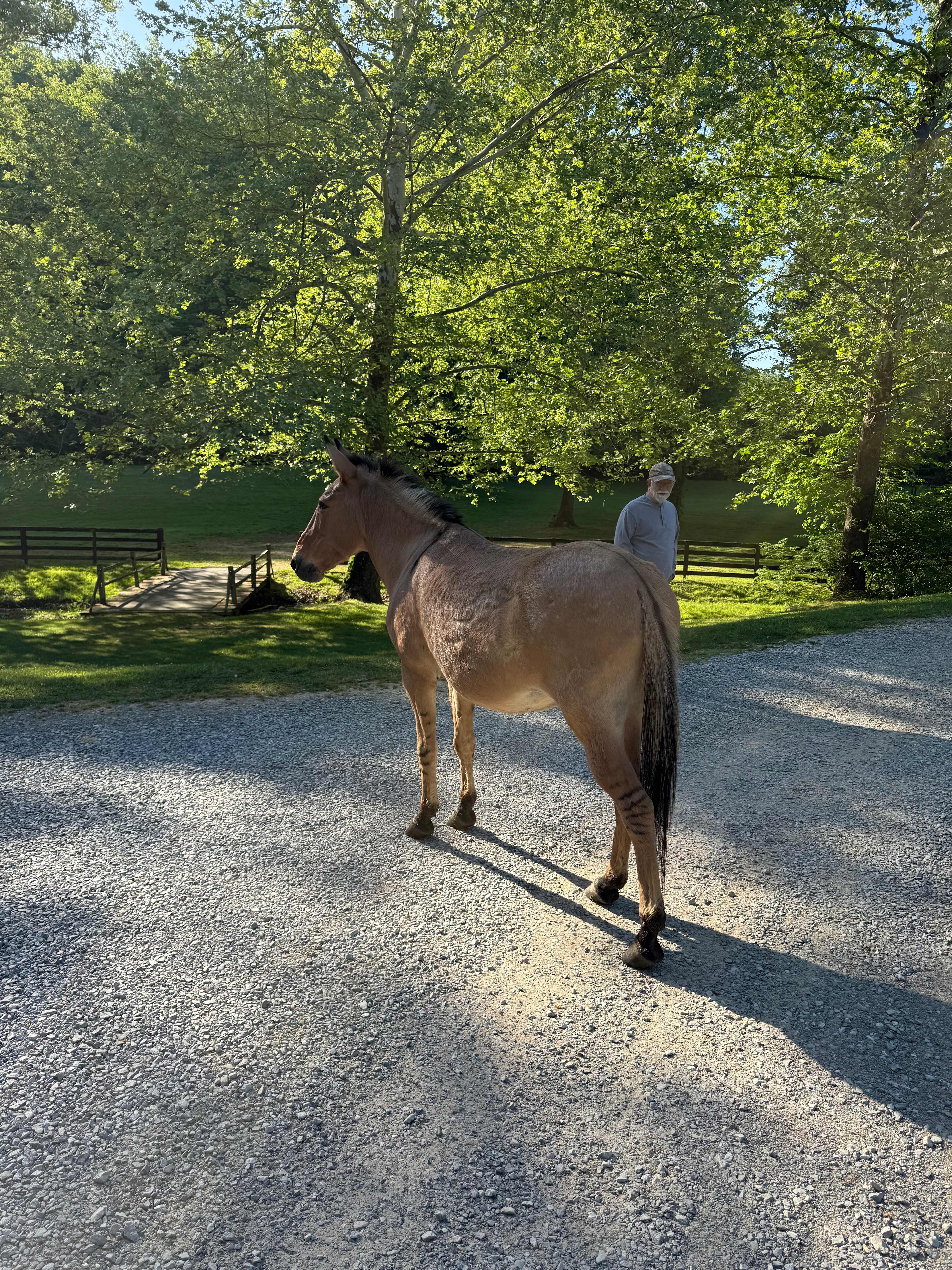 The neighbor's mule that randomly gets out an visits, according to the property manager. 
