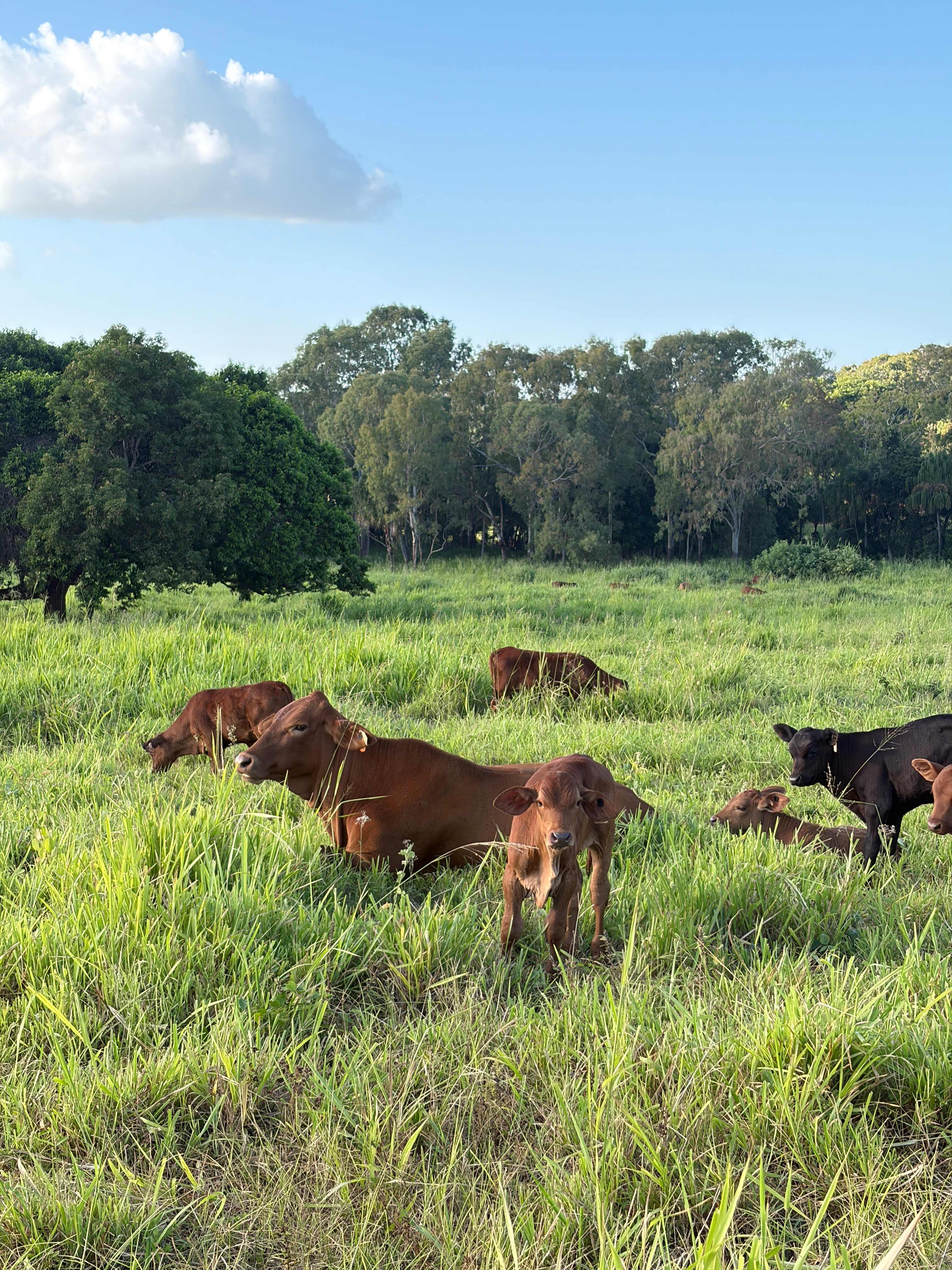 Yeppoon Farmstay
