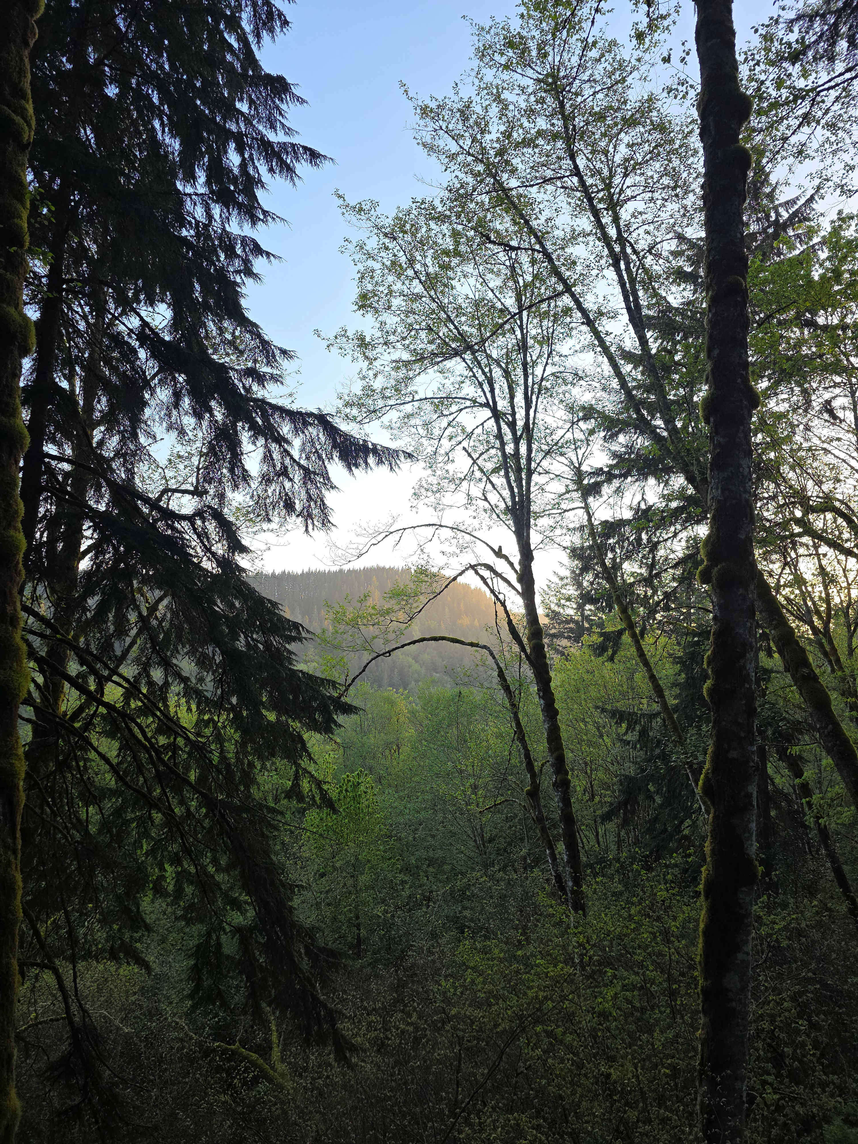 Izer Treehouse