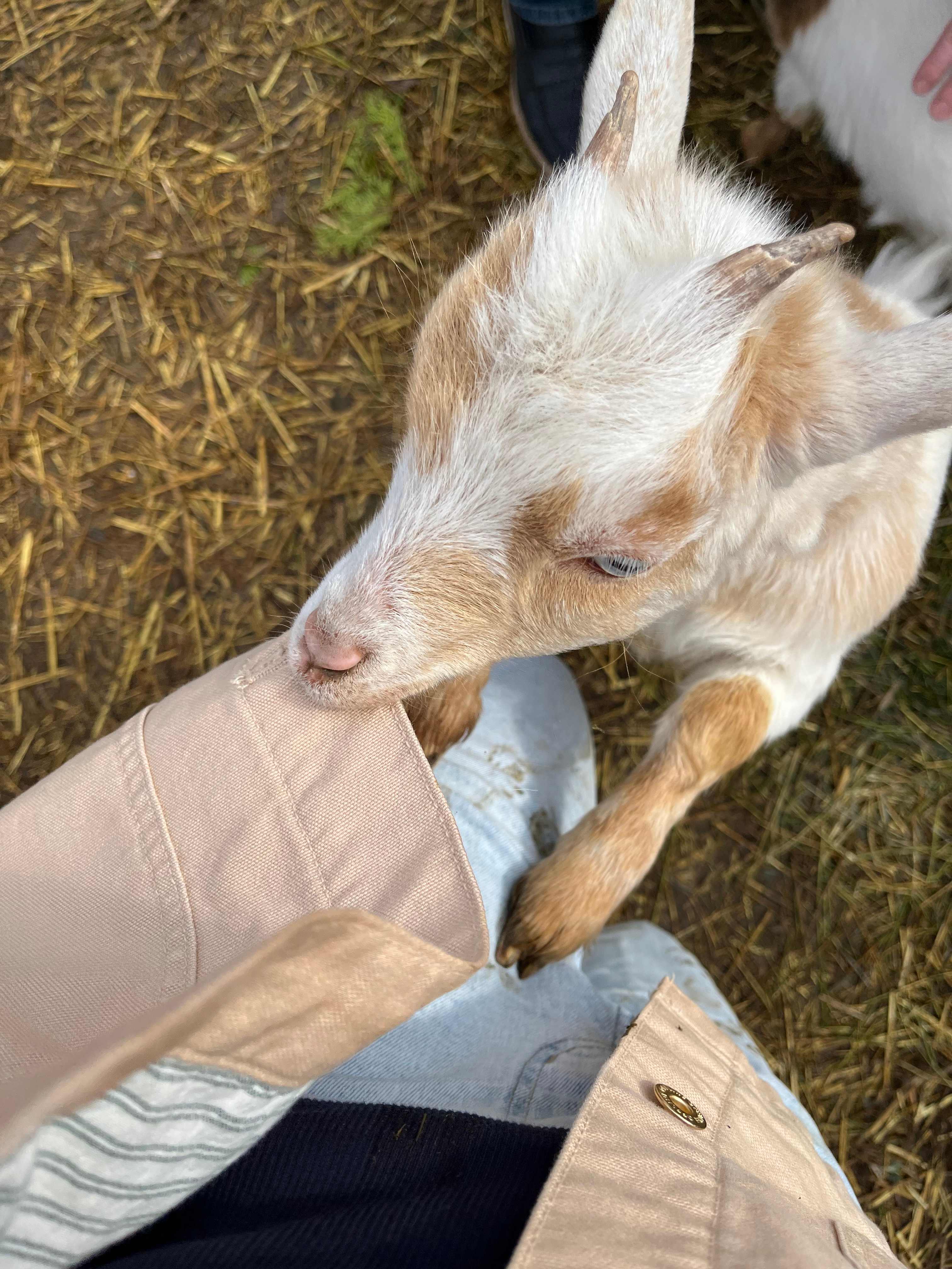 Sweet baby goat