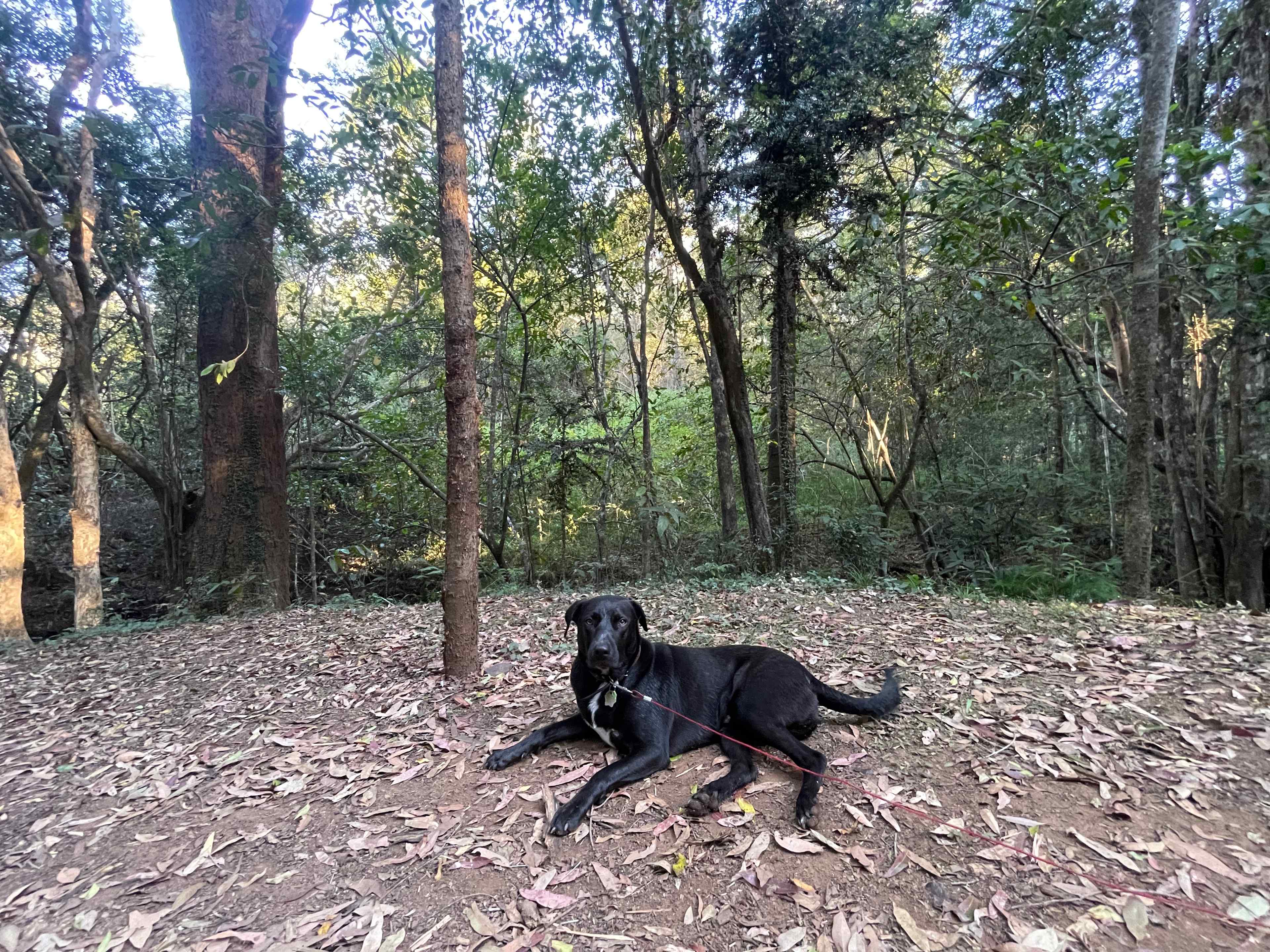 Bunya Grove