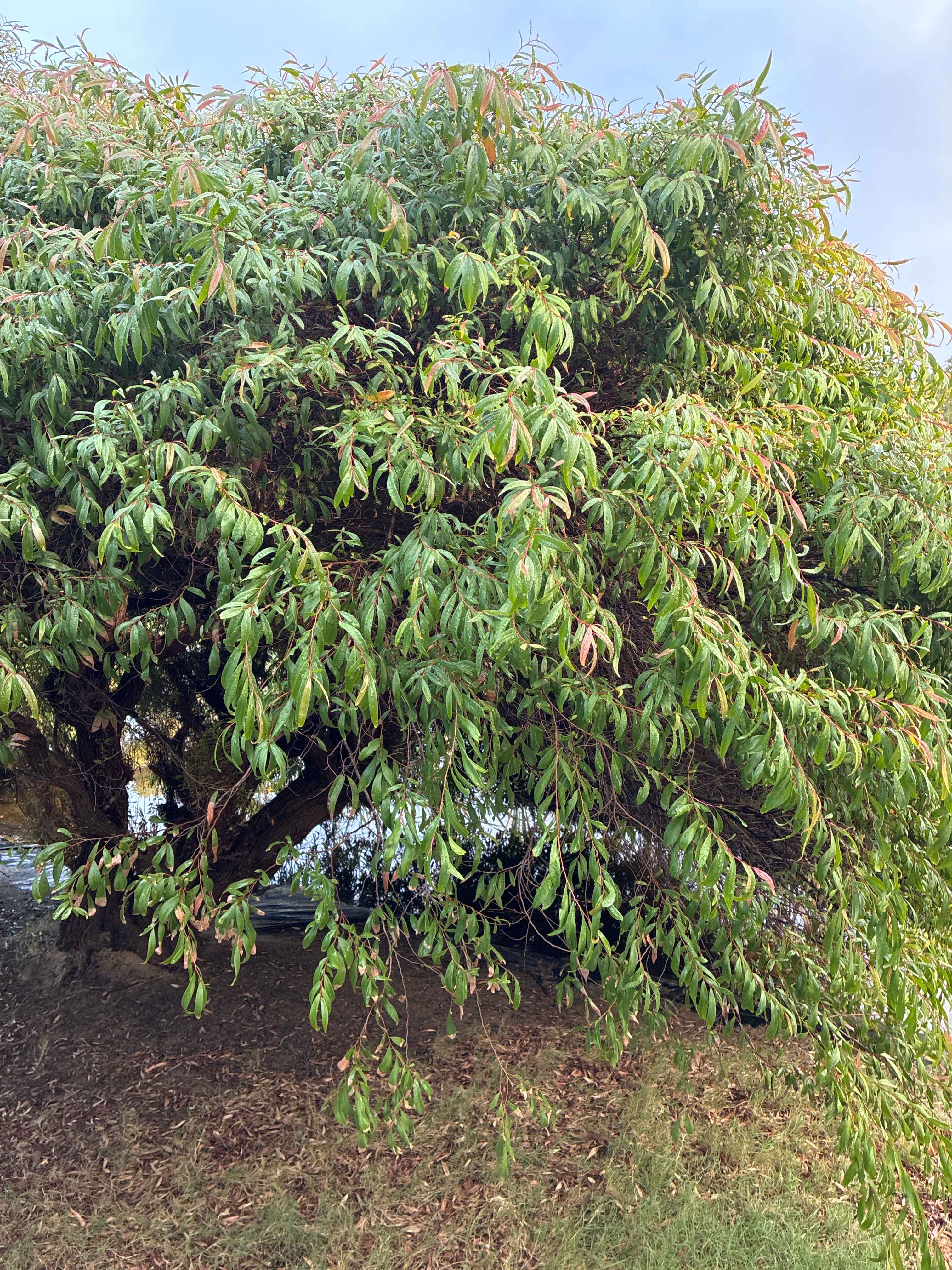 Fozo Farm