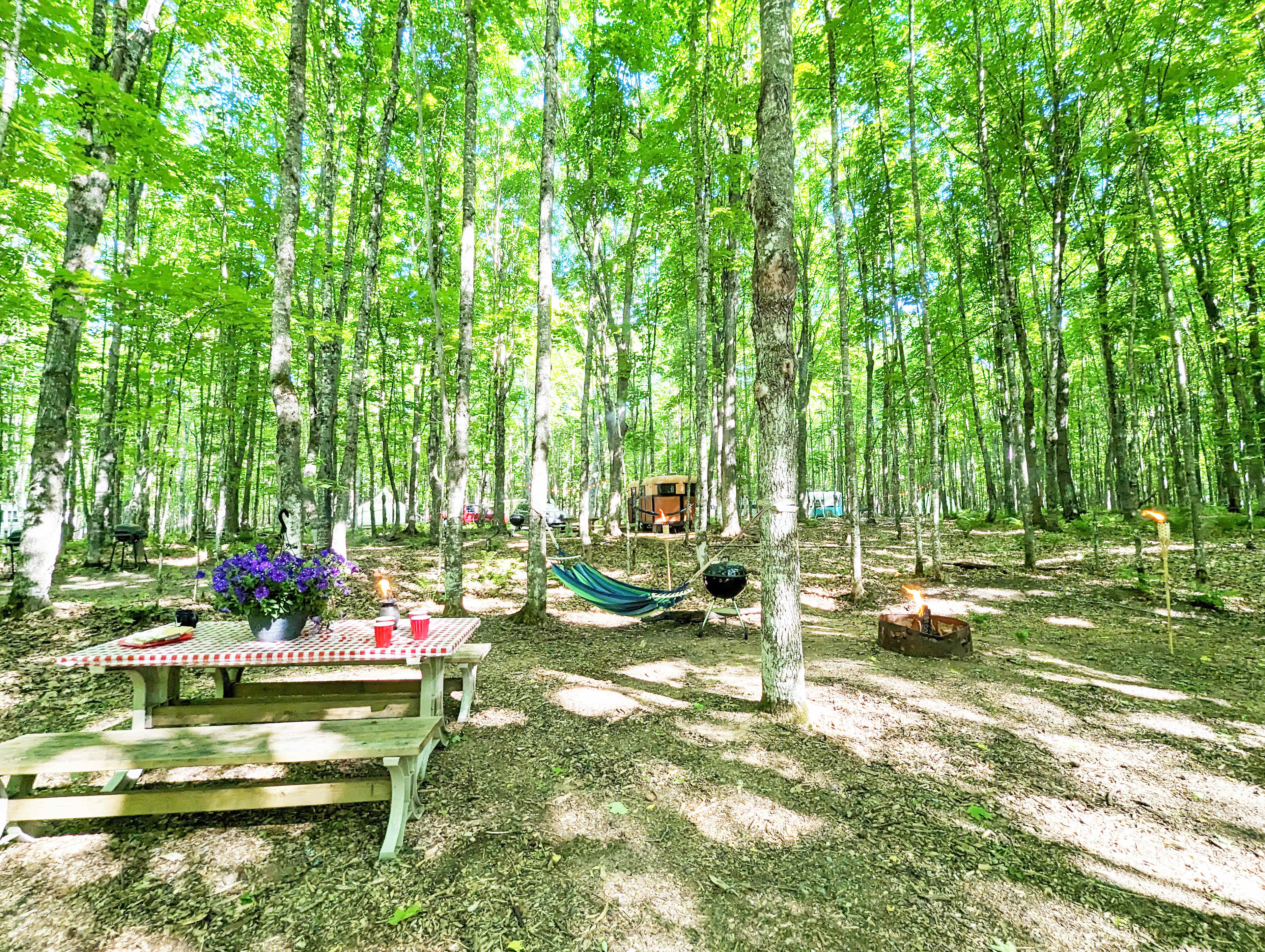 Picture of the site