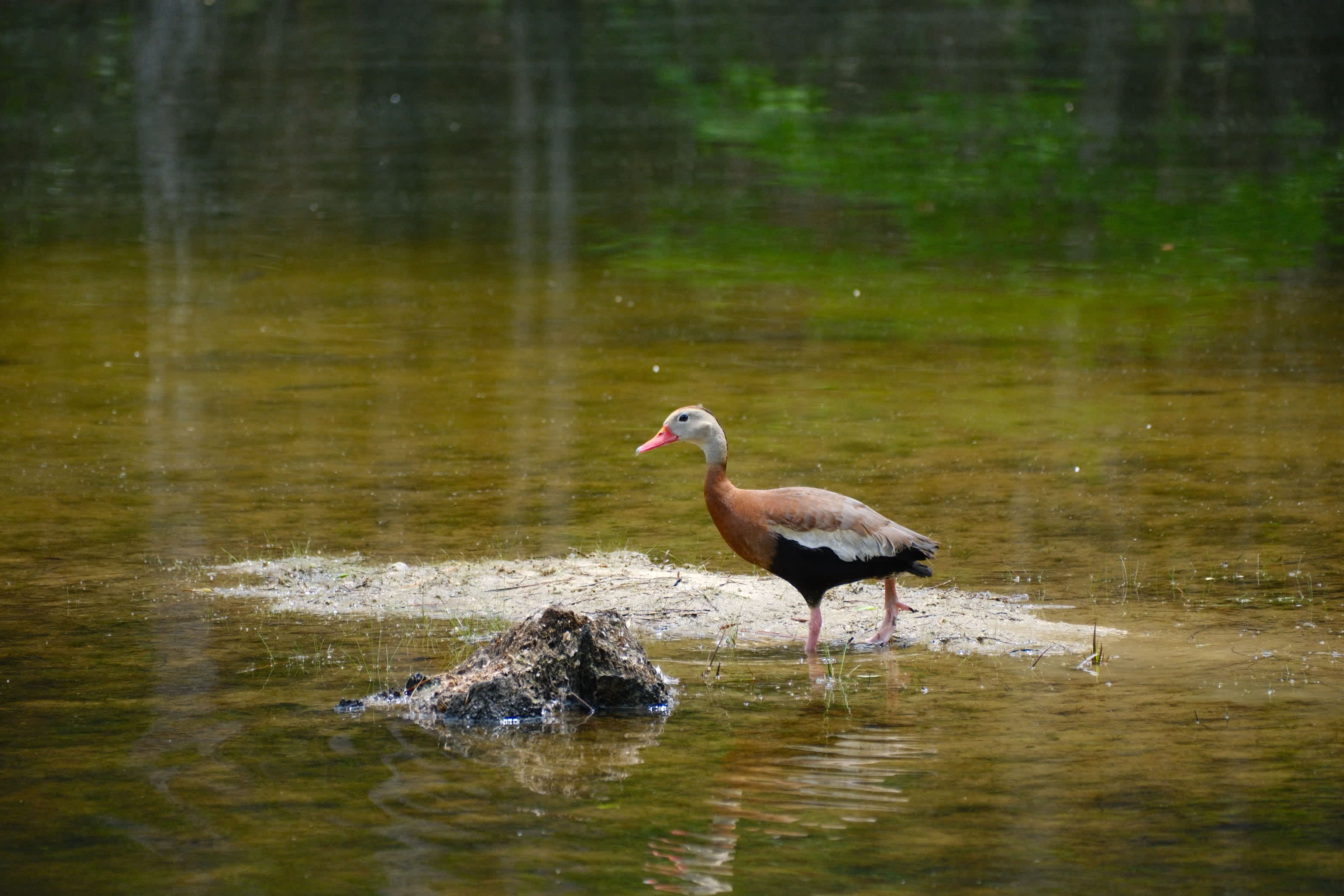 A black bellied whistling duck