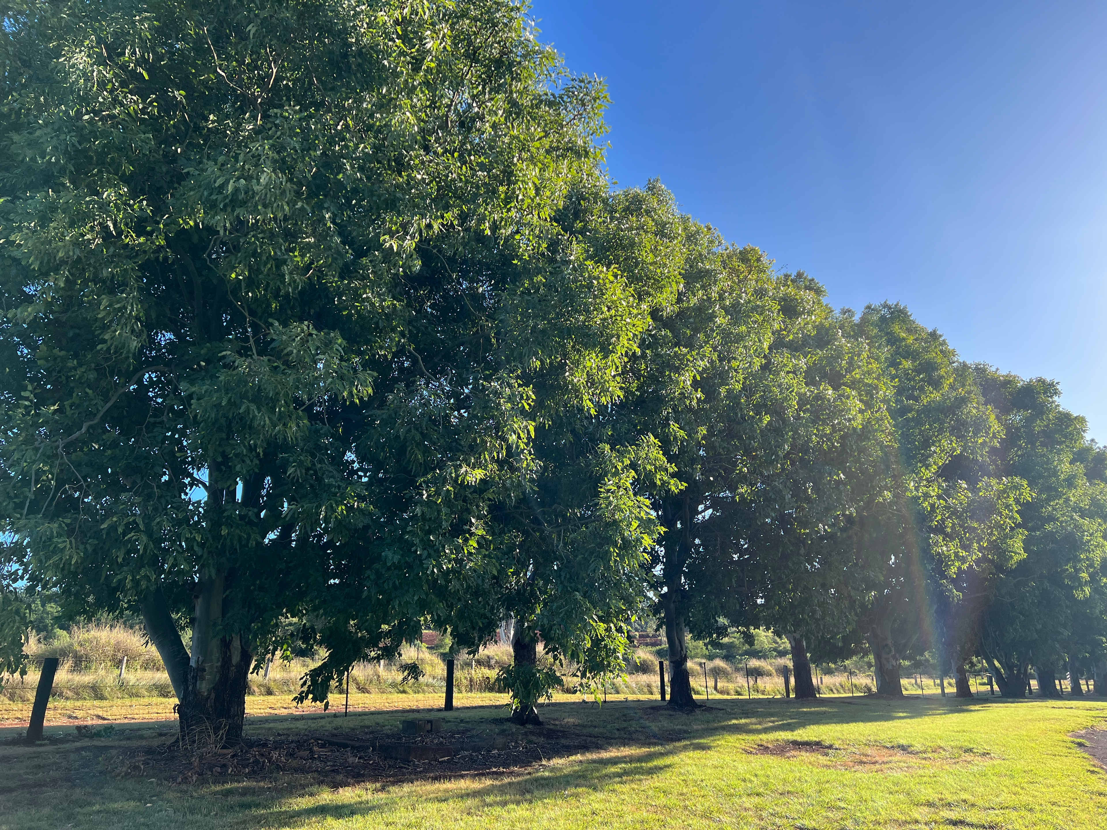 Maple Acres