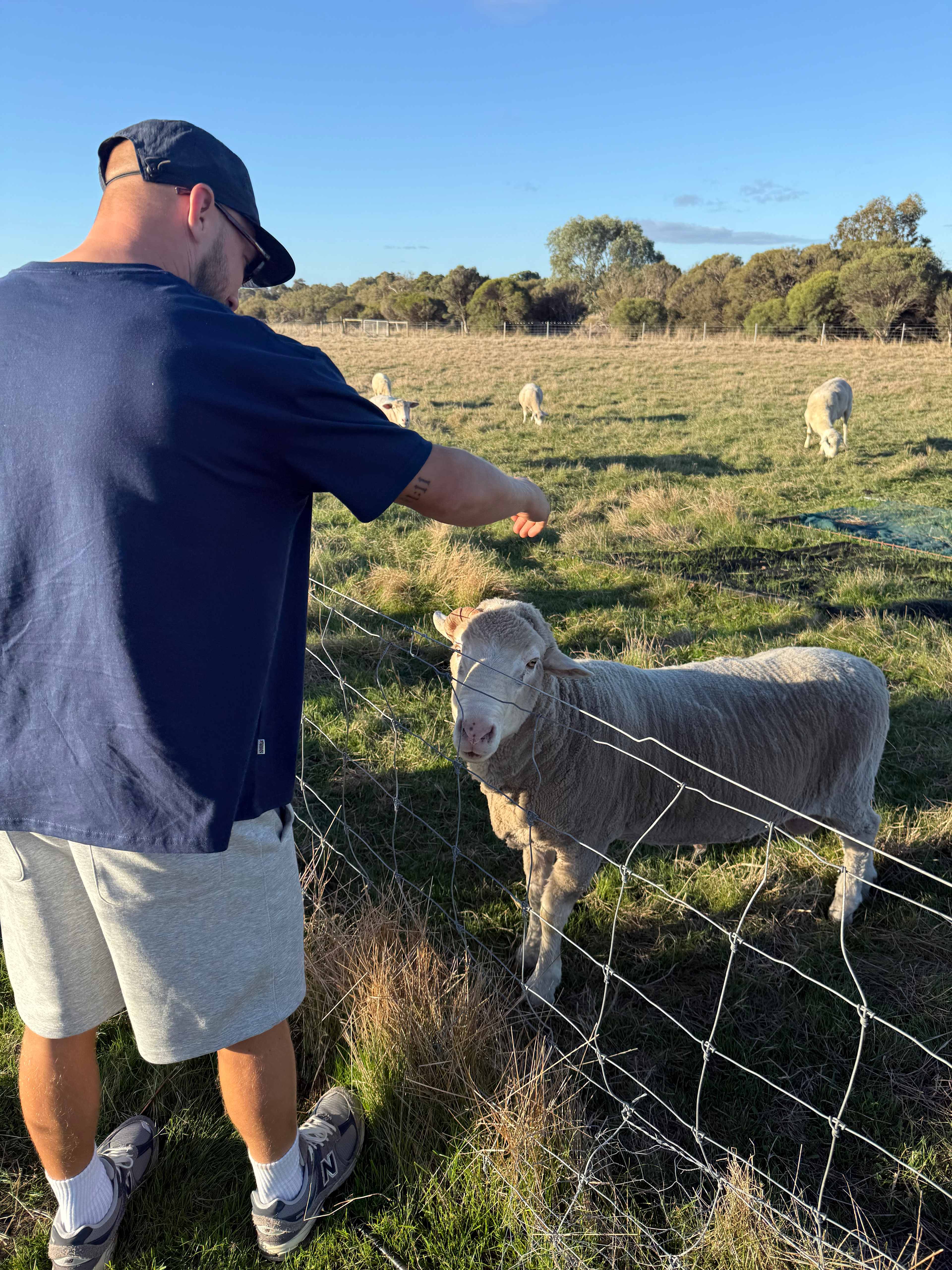 Mello Farm