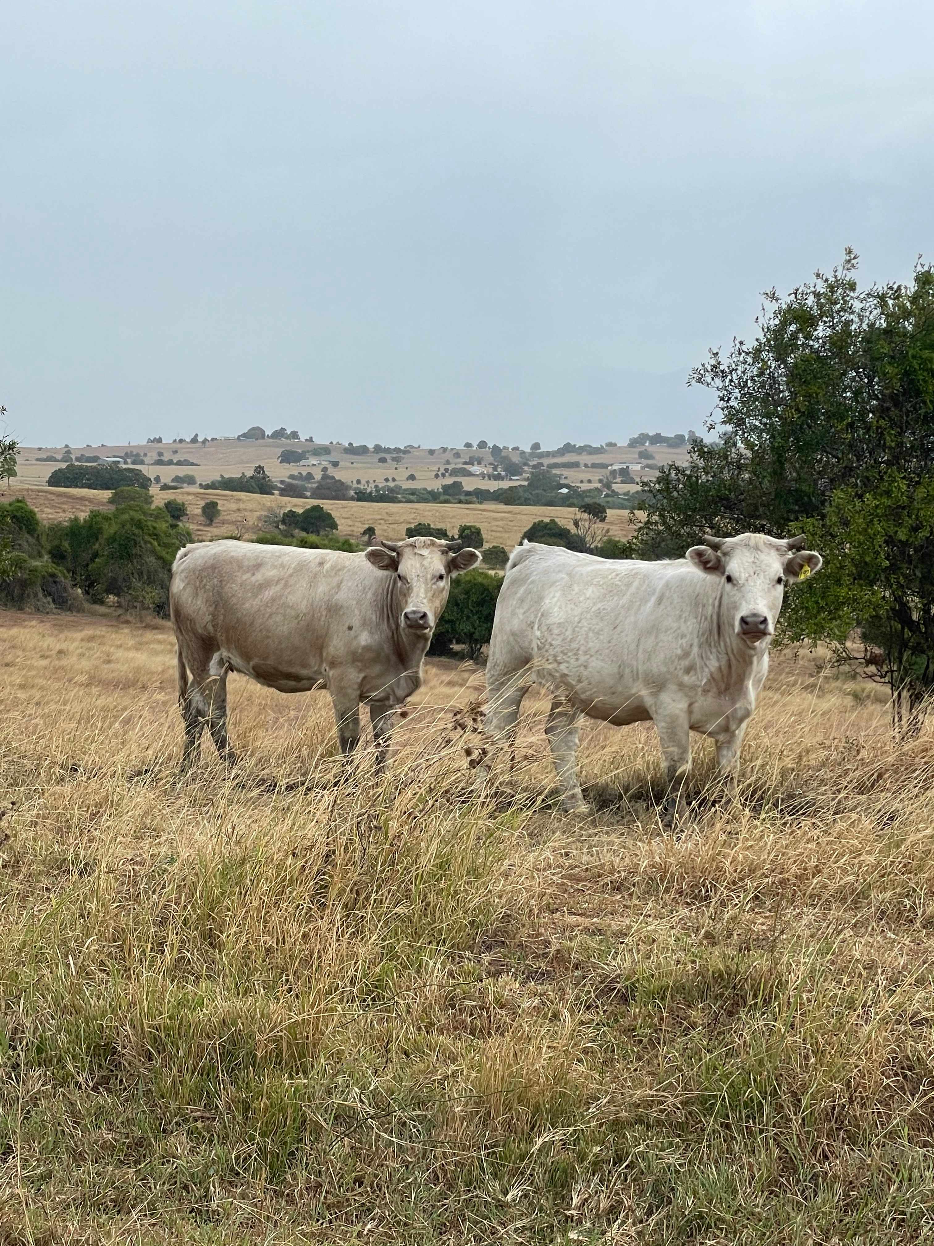 Friendly neighbours 