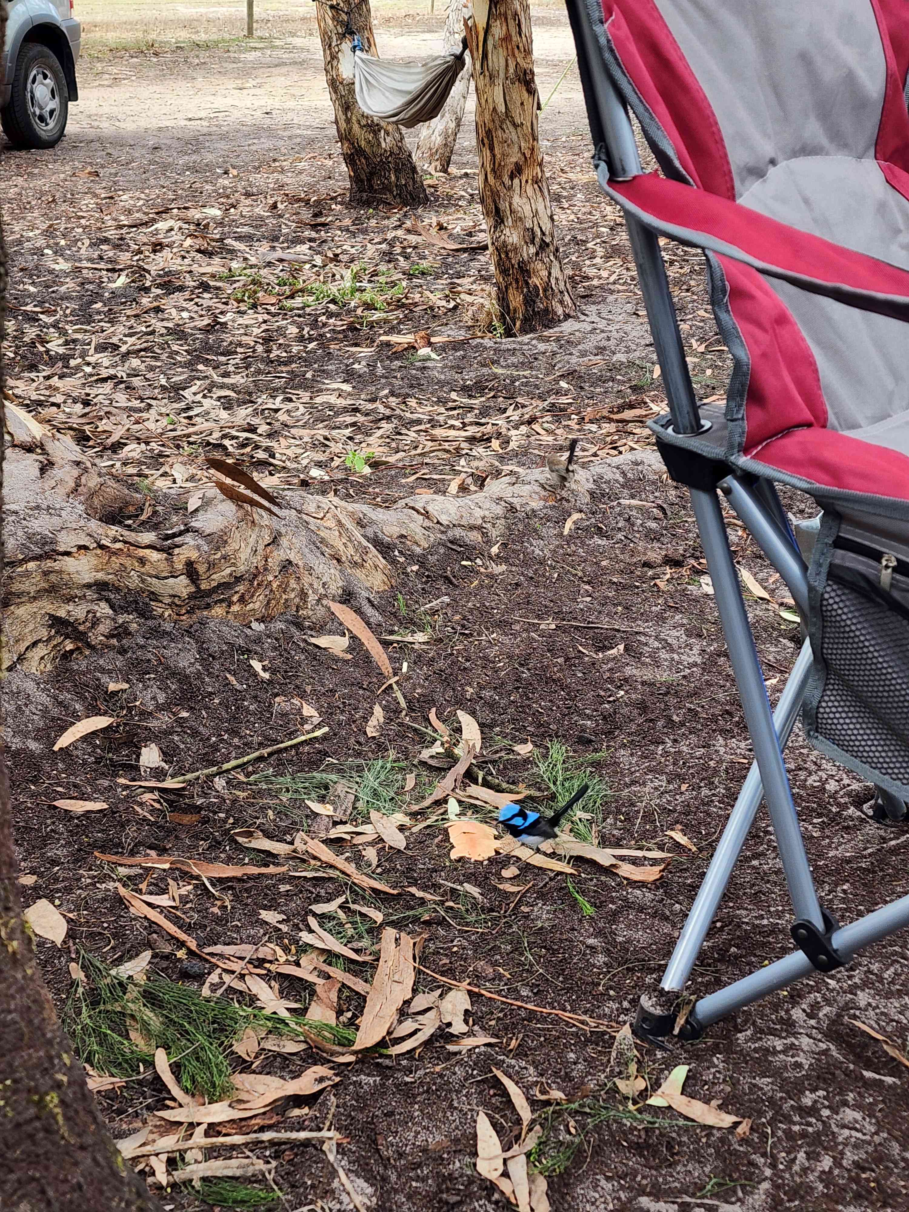 The Scrub Campsite - Inman Valley