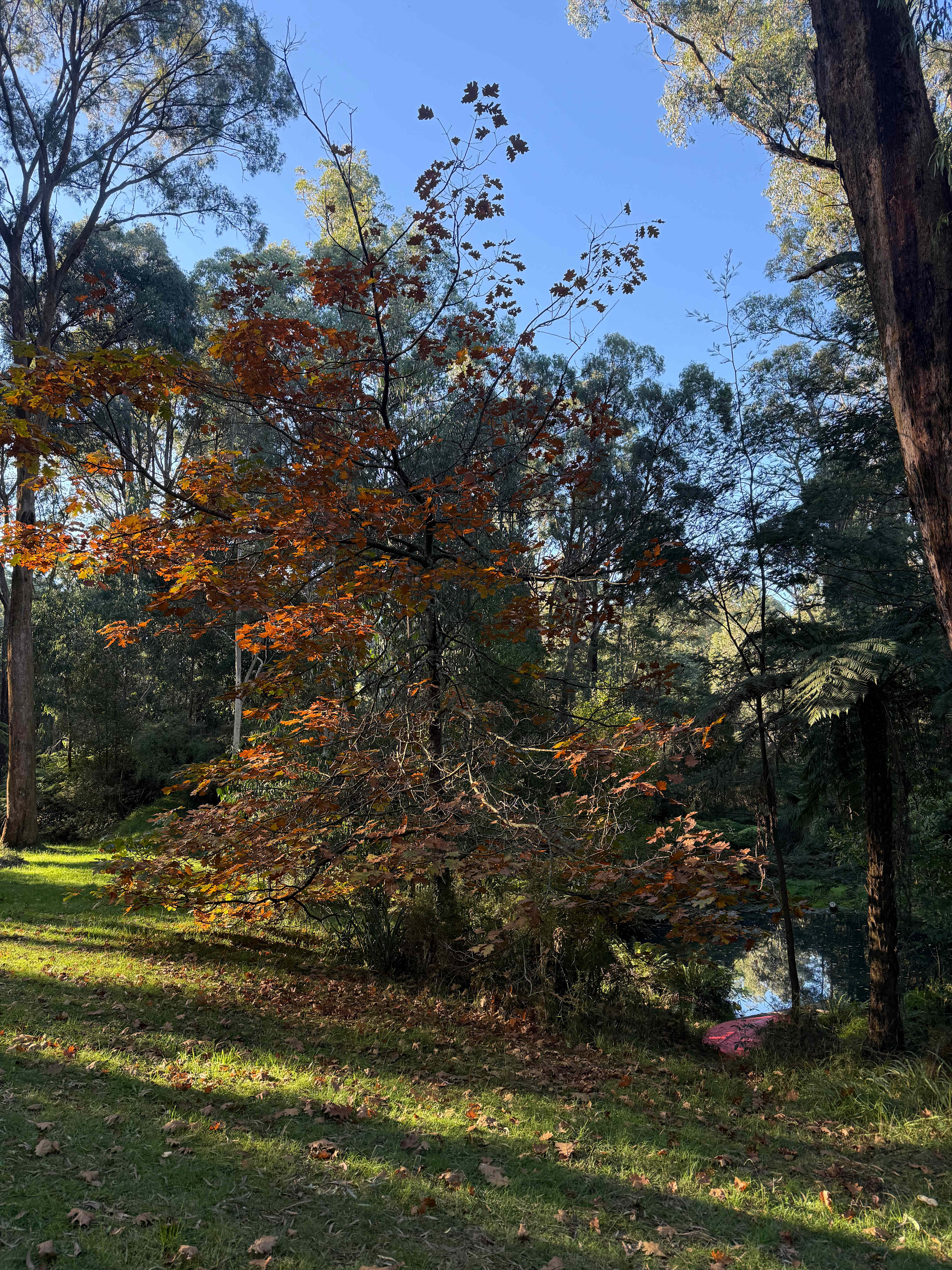 Toolangi Springwater Forest Camp