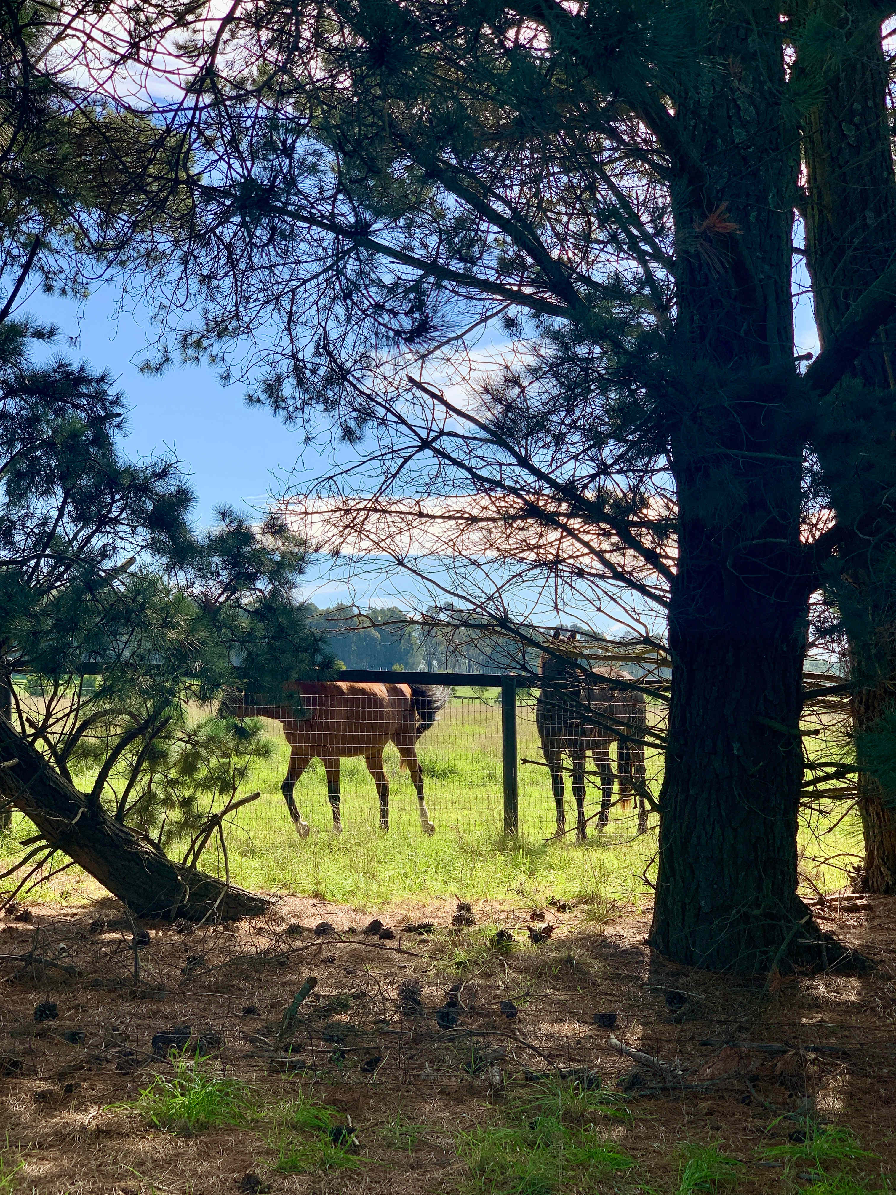 Book A Paddock