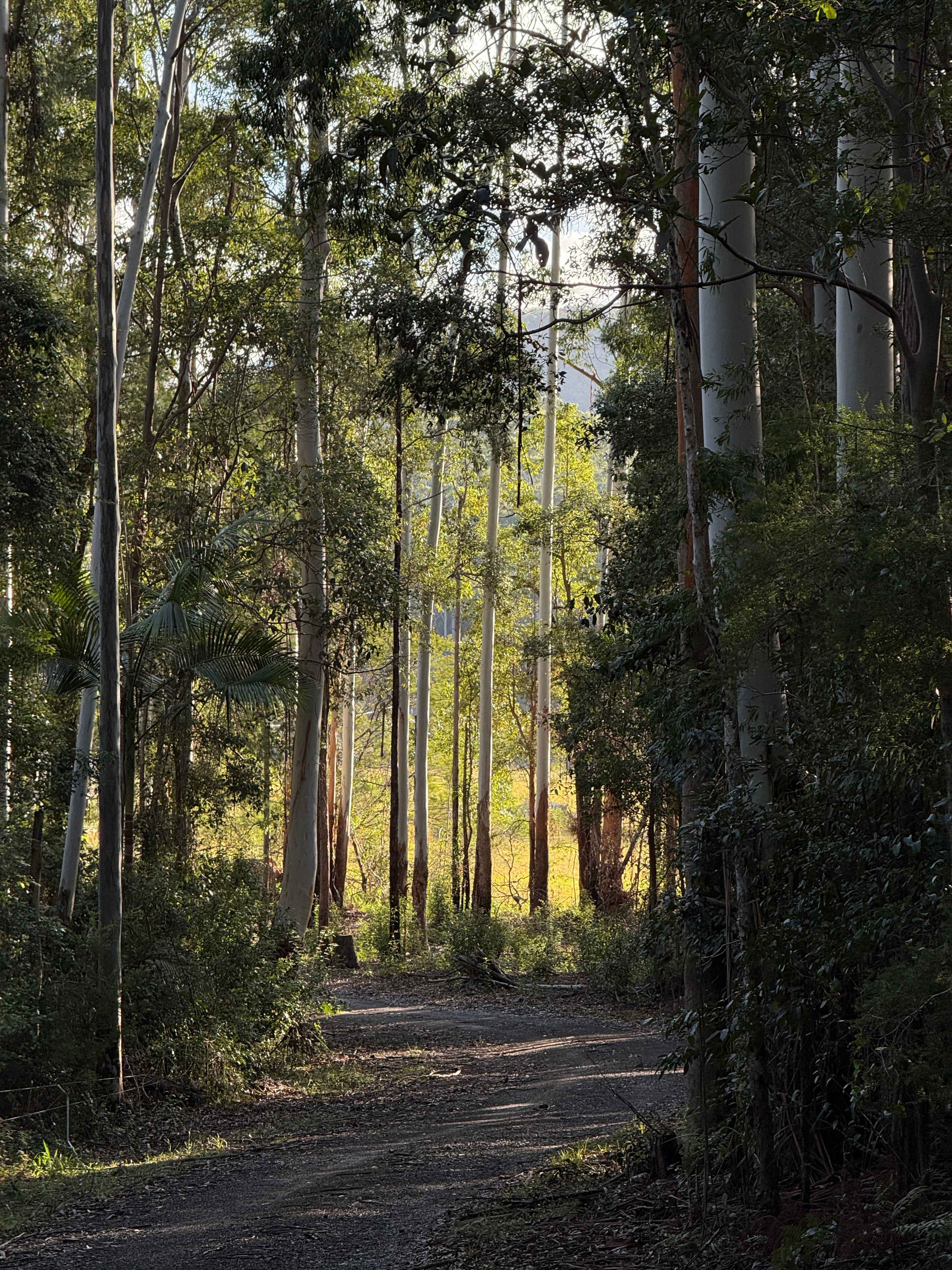 Spirit of the Forest