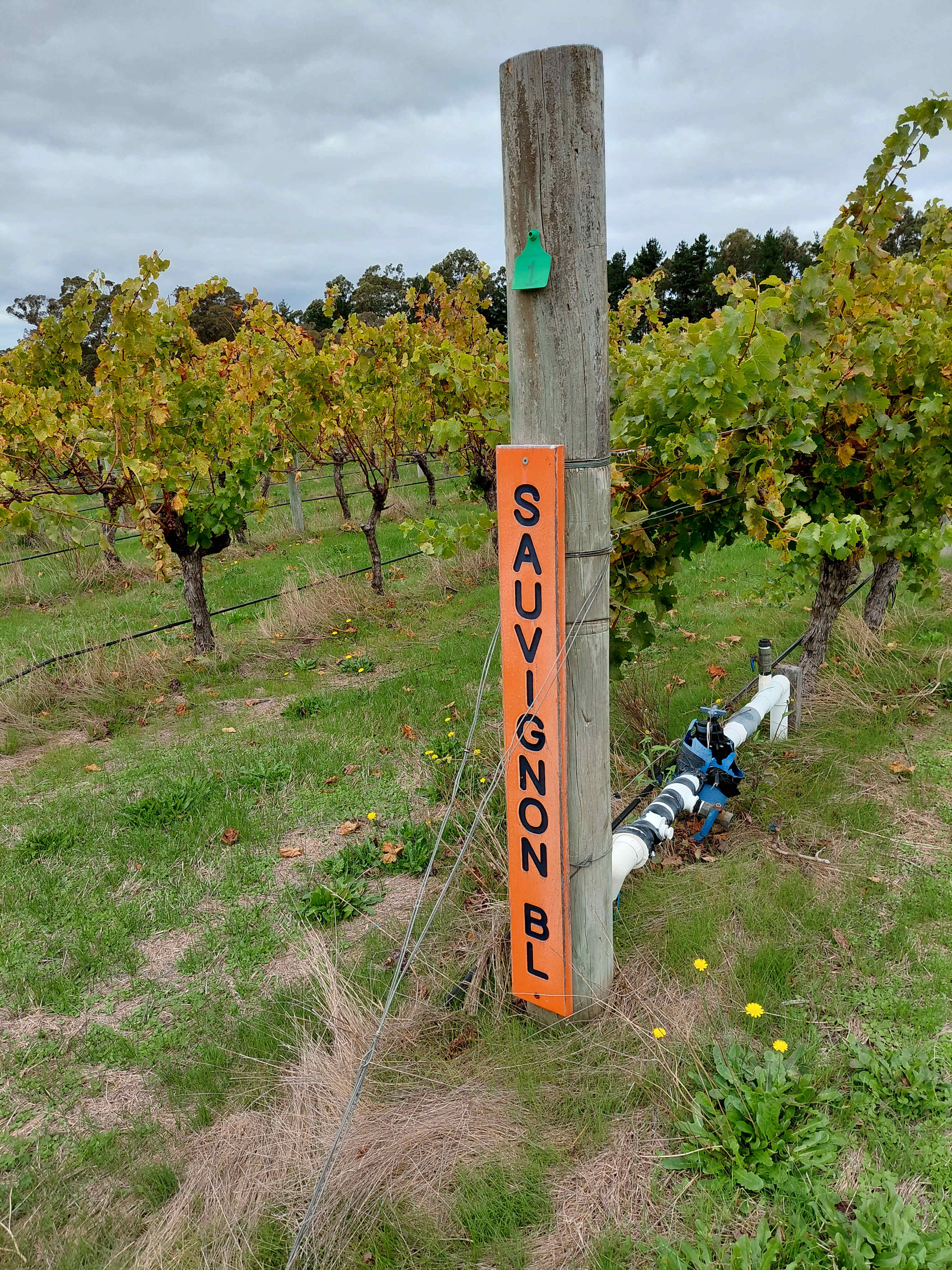 Margaret River - Rosa Glen Farm