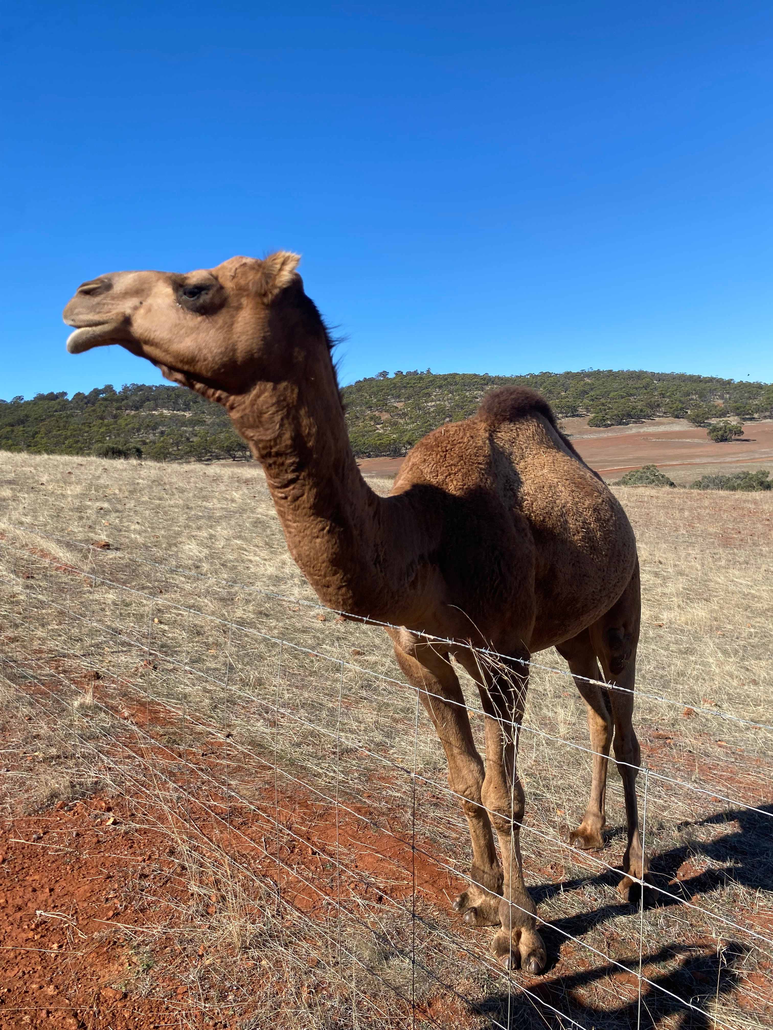Sandalwood Downs  Farm Stay Toodyay