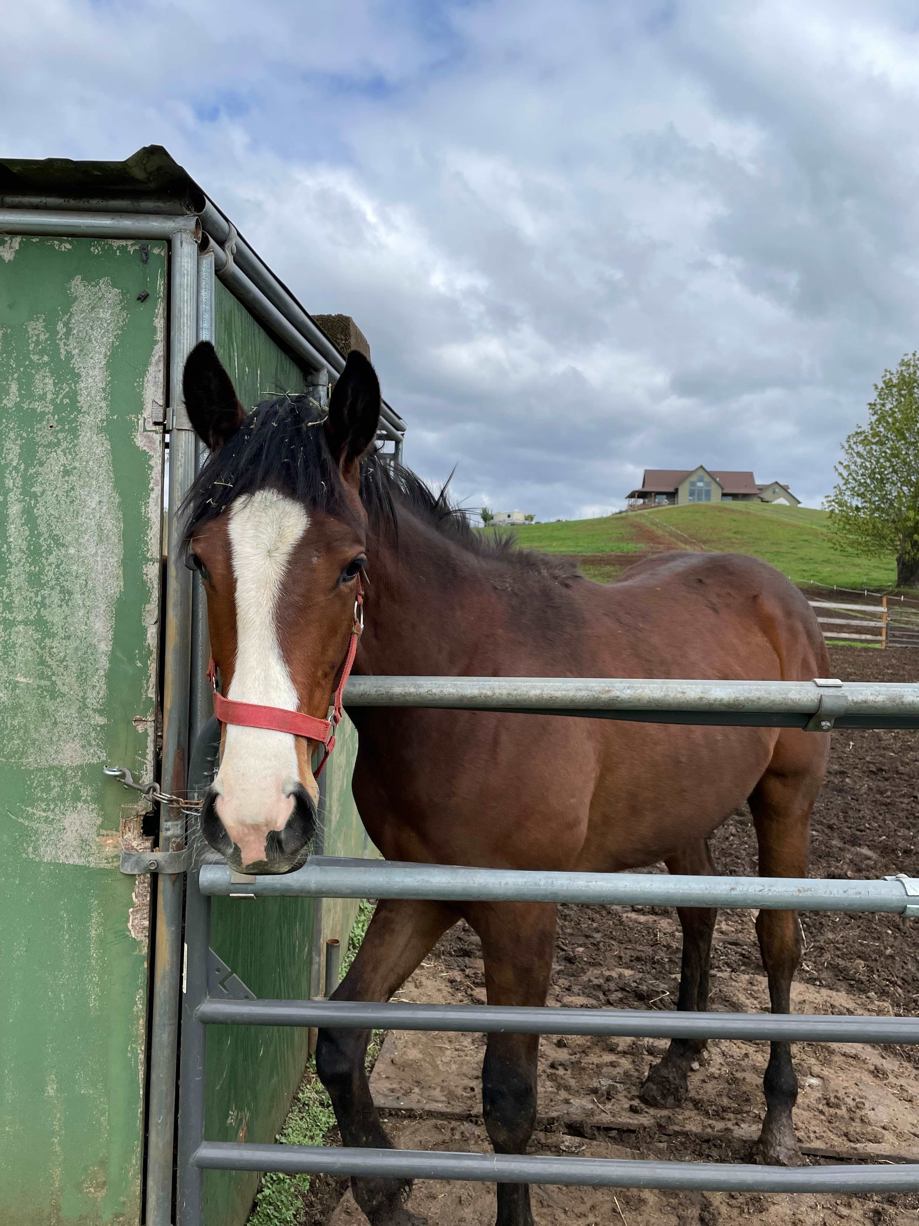 Ruah Ranch