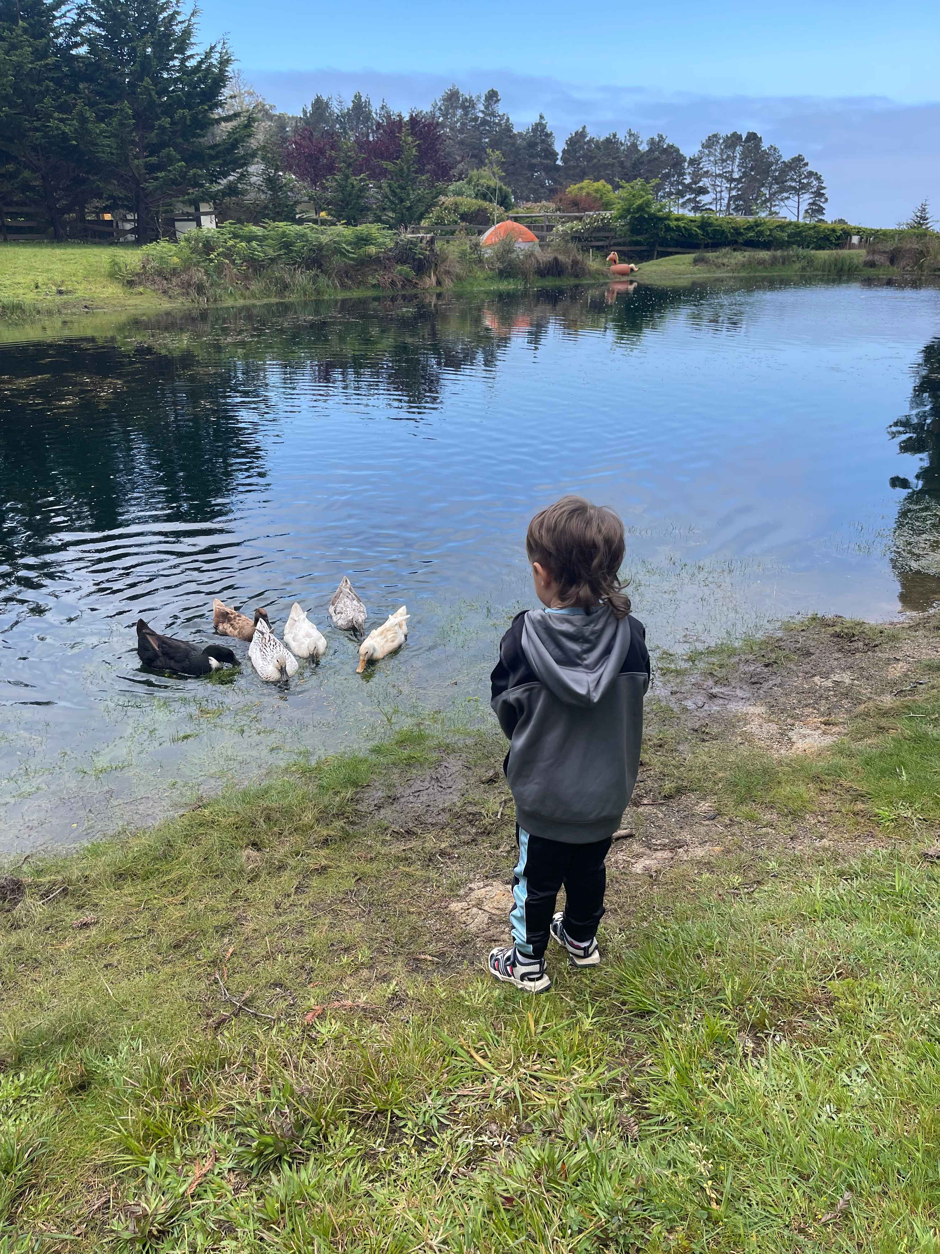 Duckies 