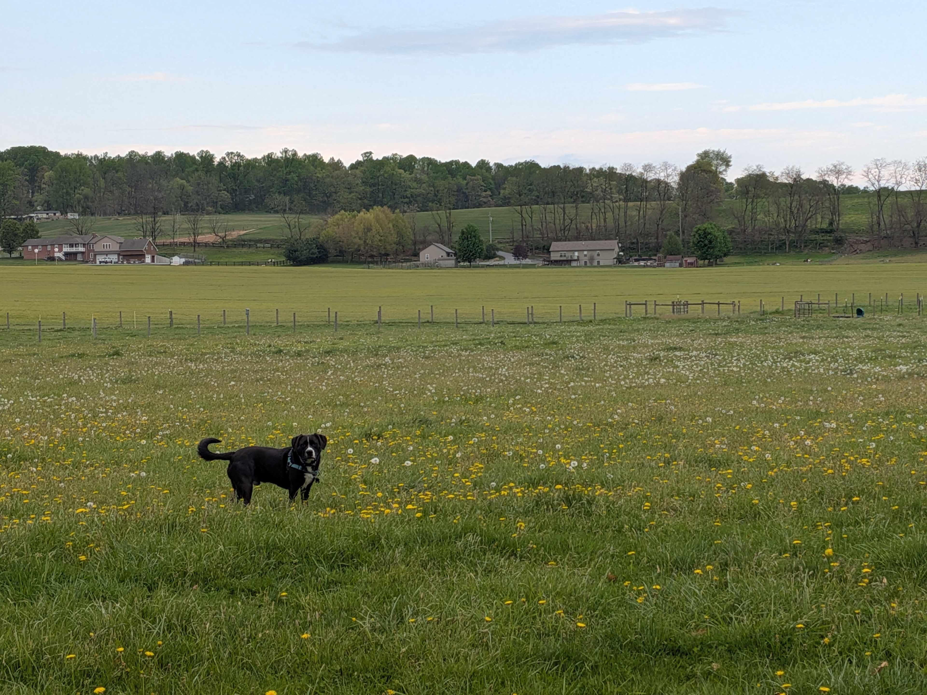 *only let him off leash after checking with the host*