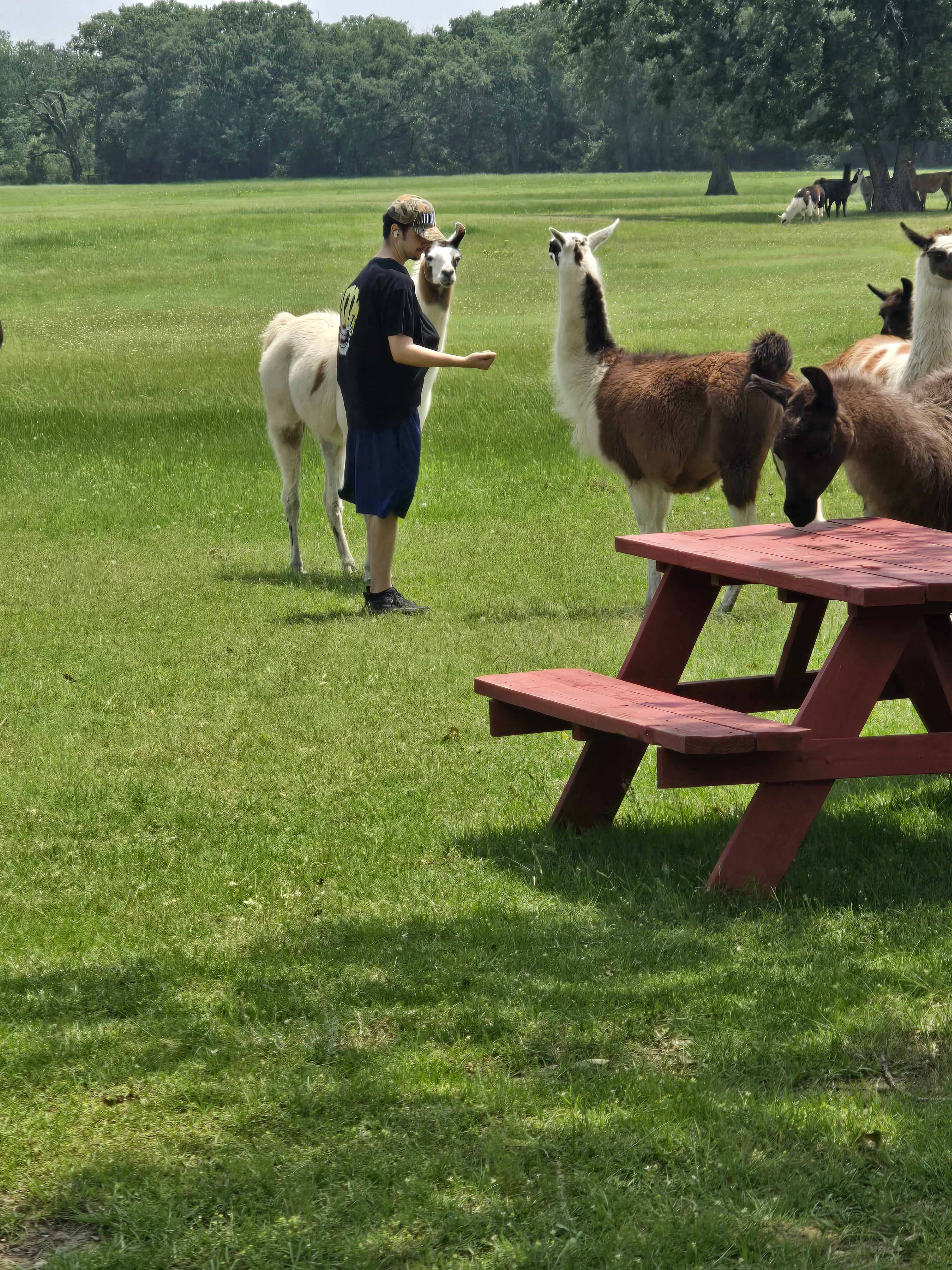 Llama Land Ranch