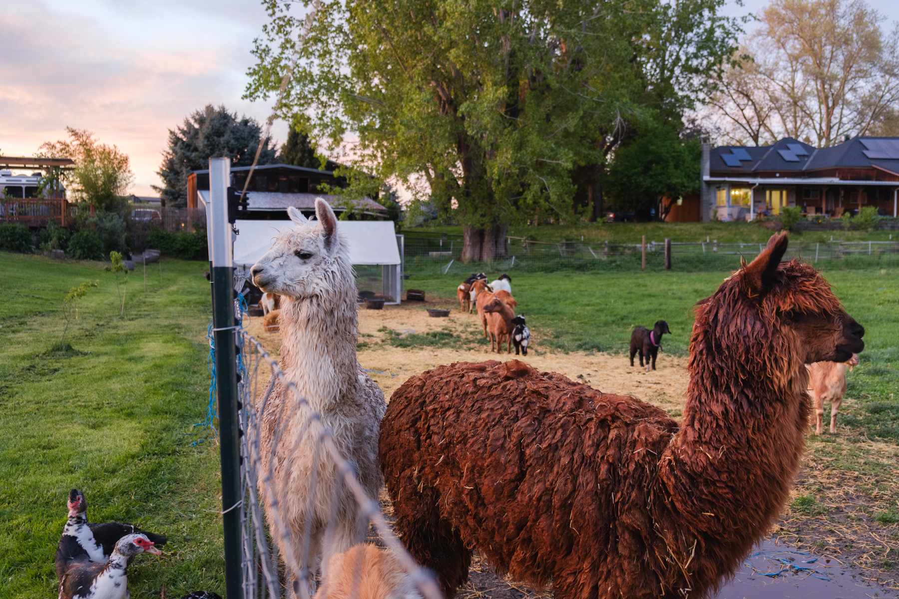 Kaizen Roots Farm