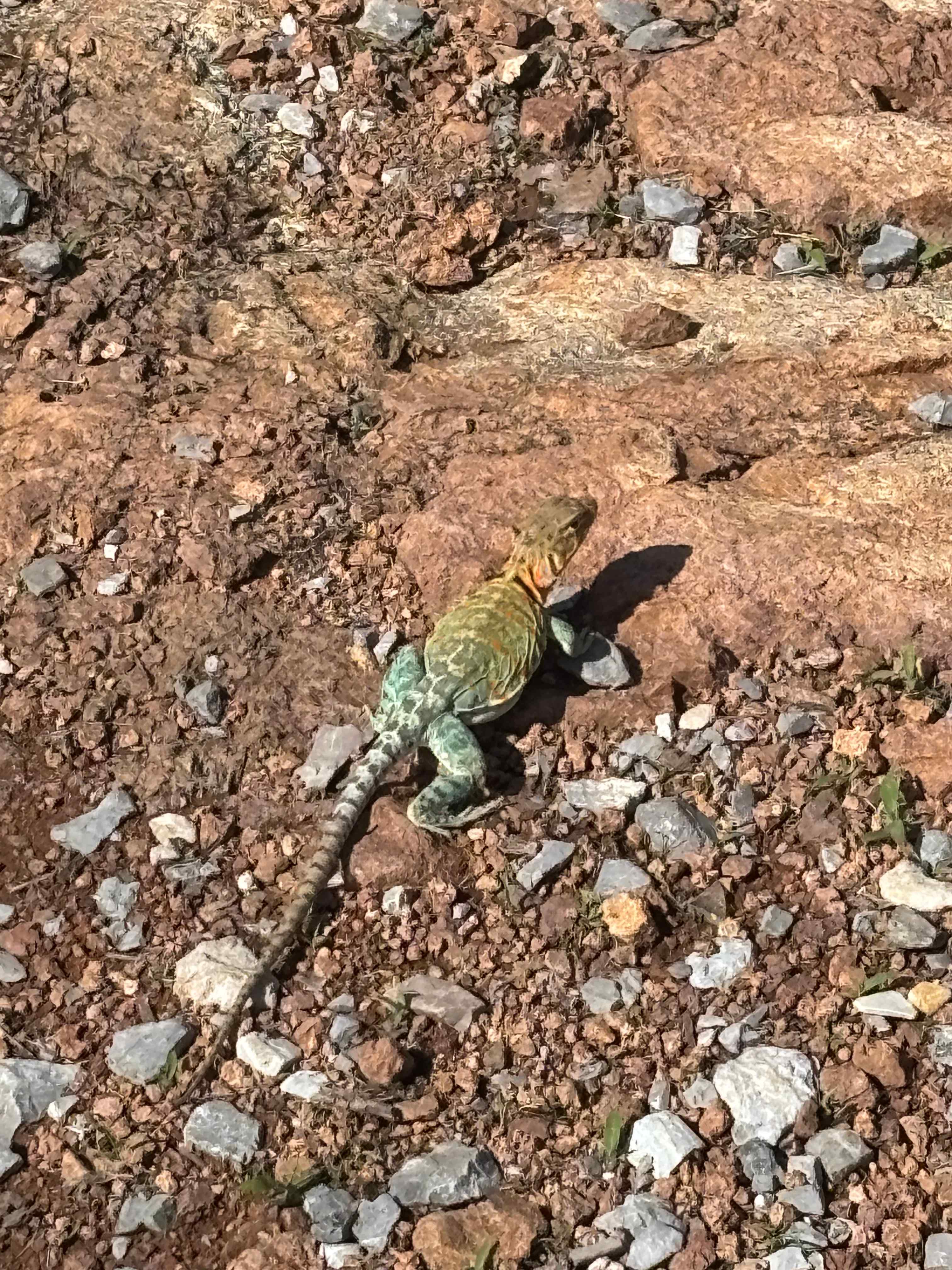 One of the famous lizards we’ve heard about.