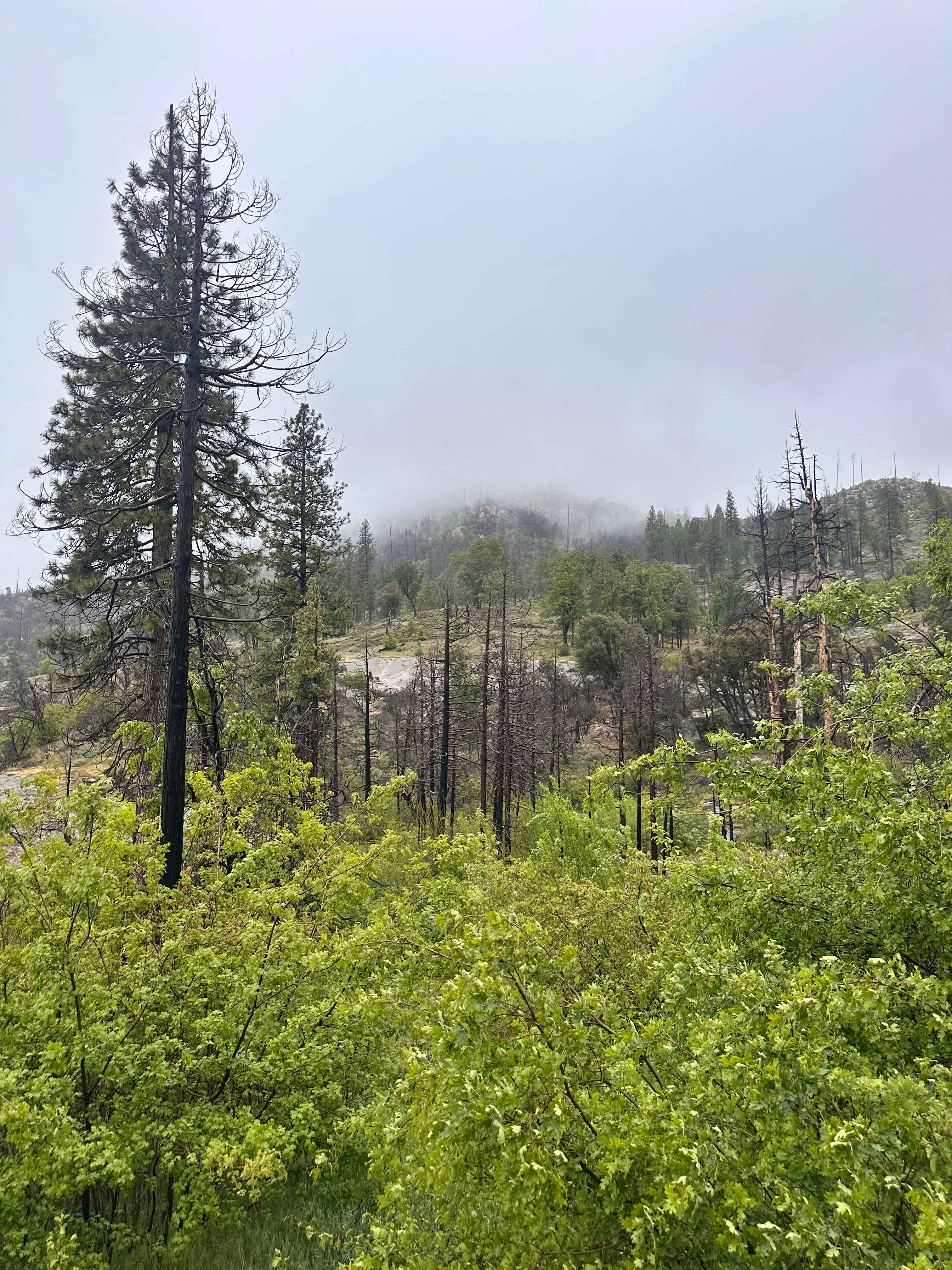 Musick Creek Falls  by Shaver Lake