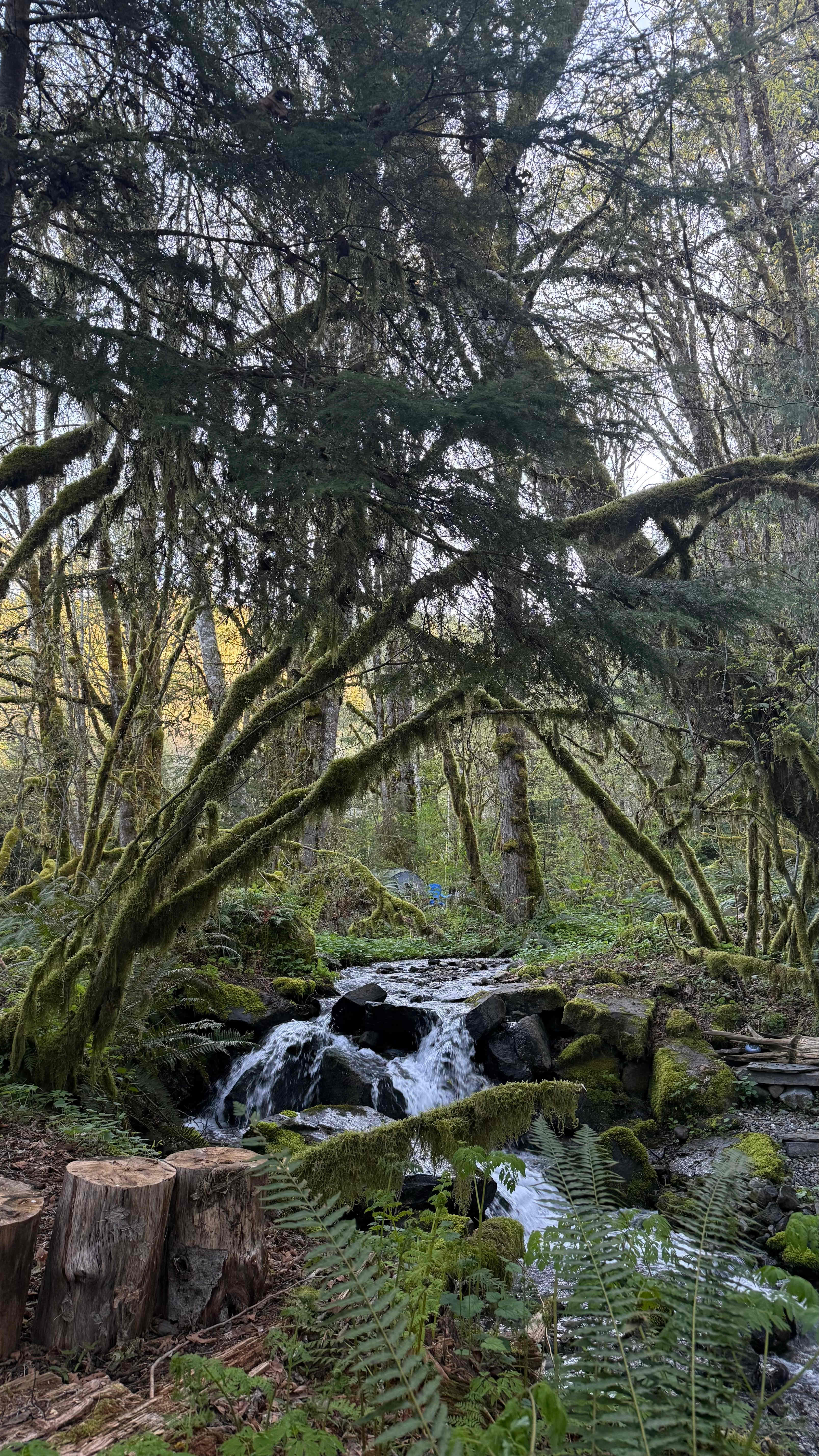 The Enchanted Forest