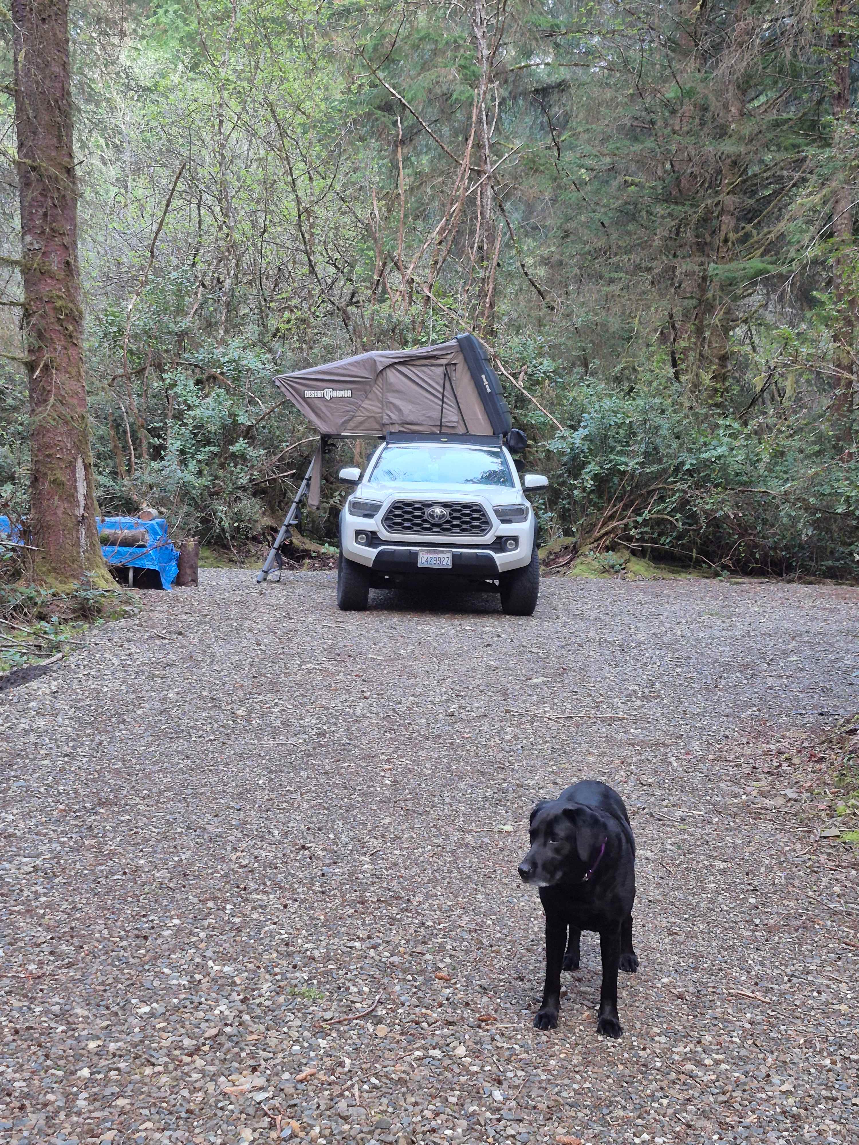 Twisted Tree Camp