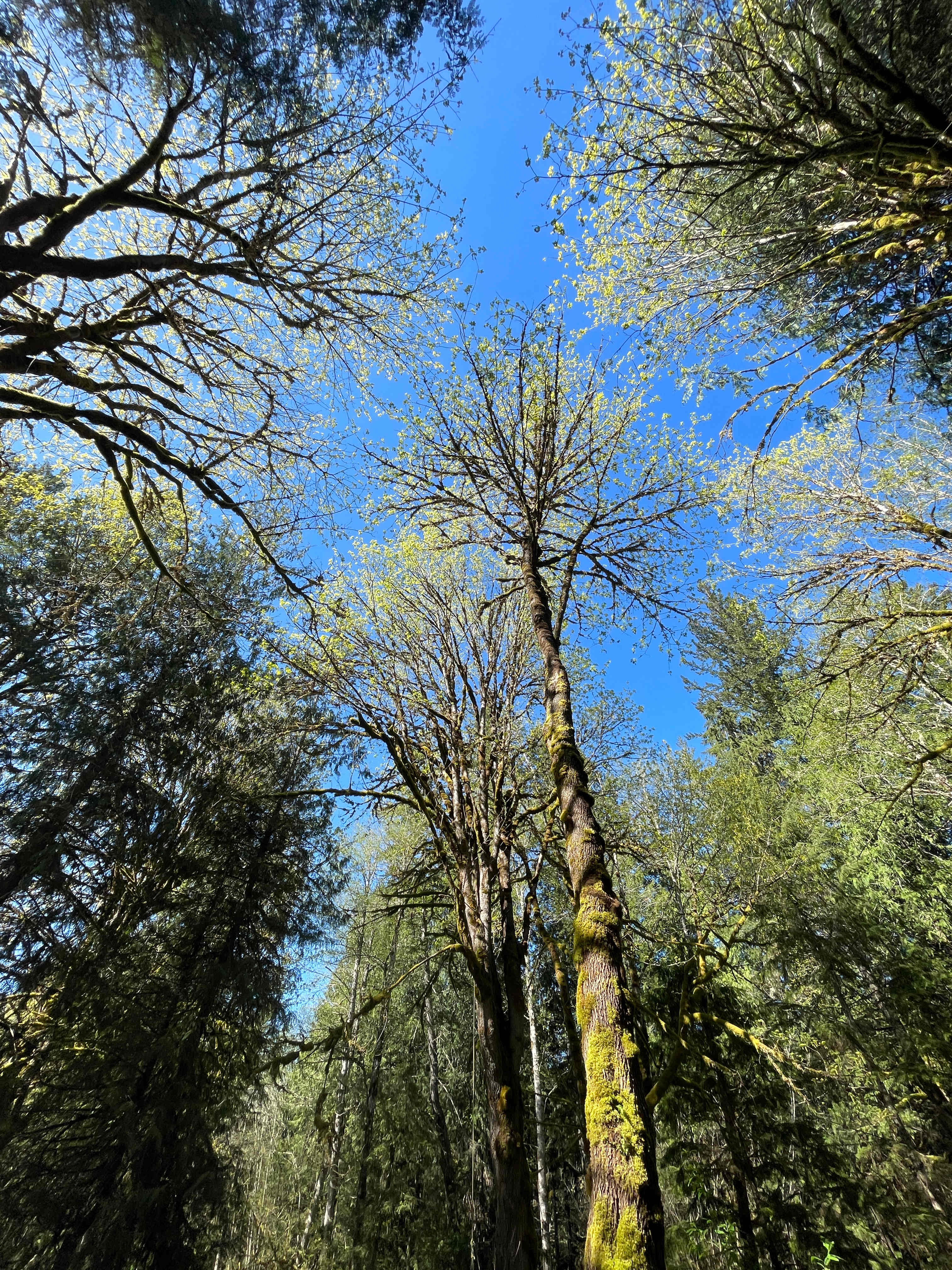 Cedar+Fern