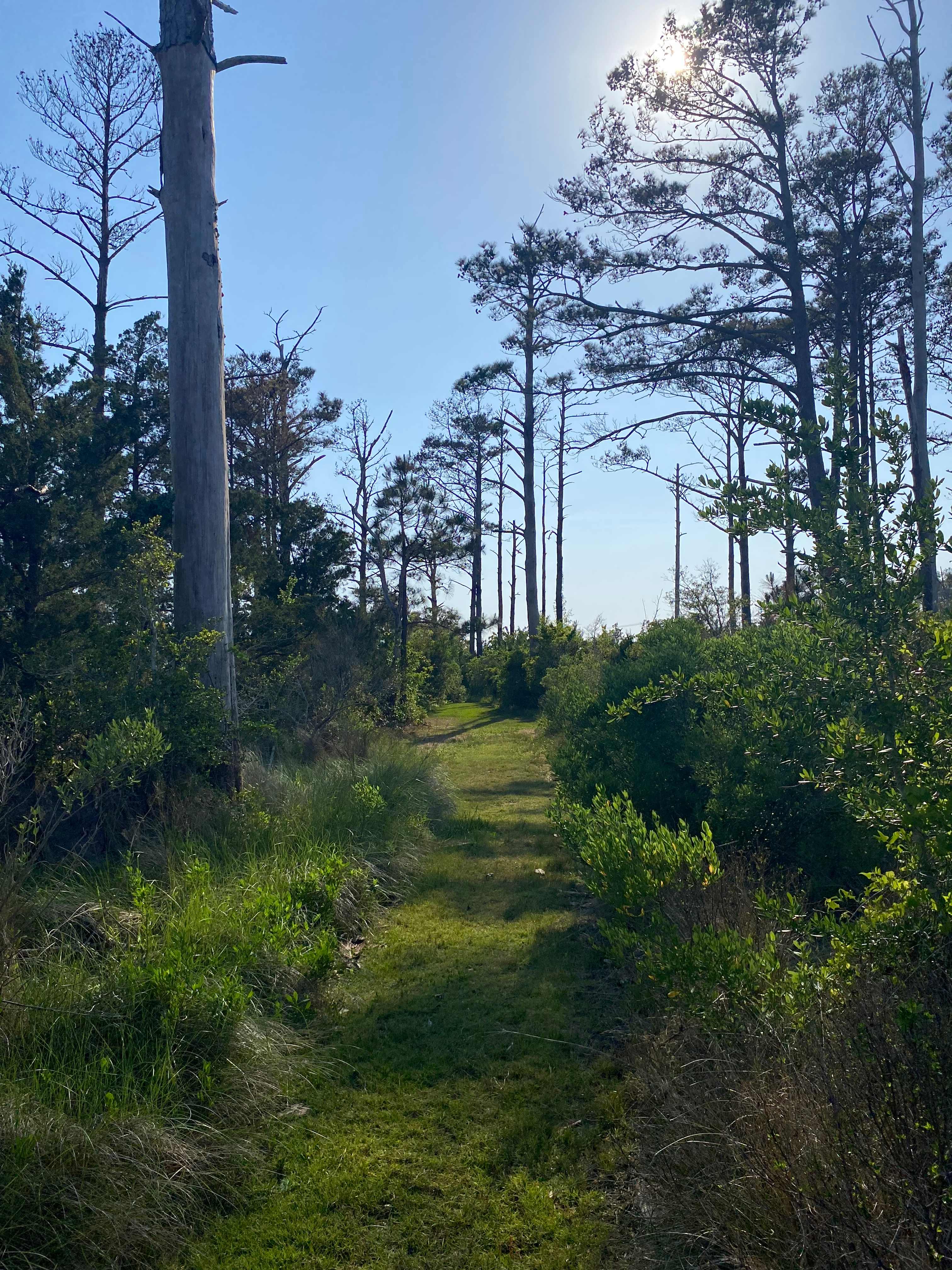 Escape near Cape Lookout
