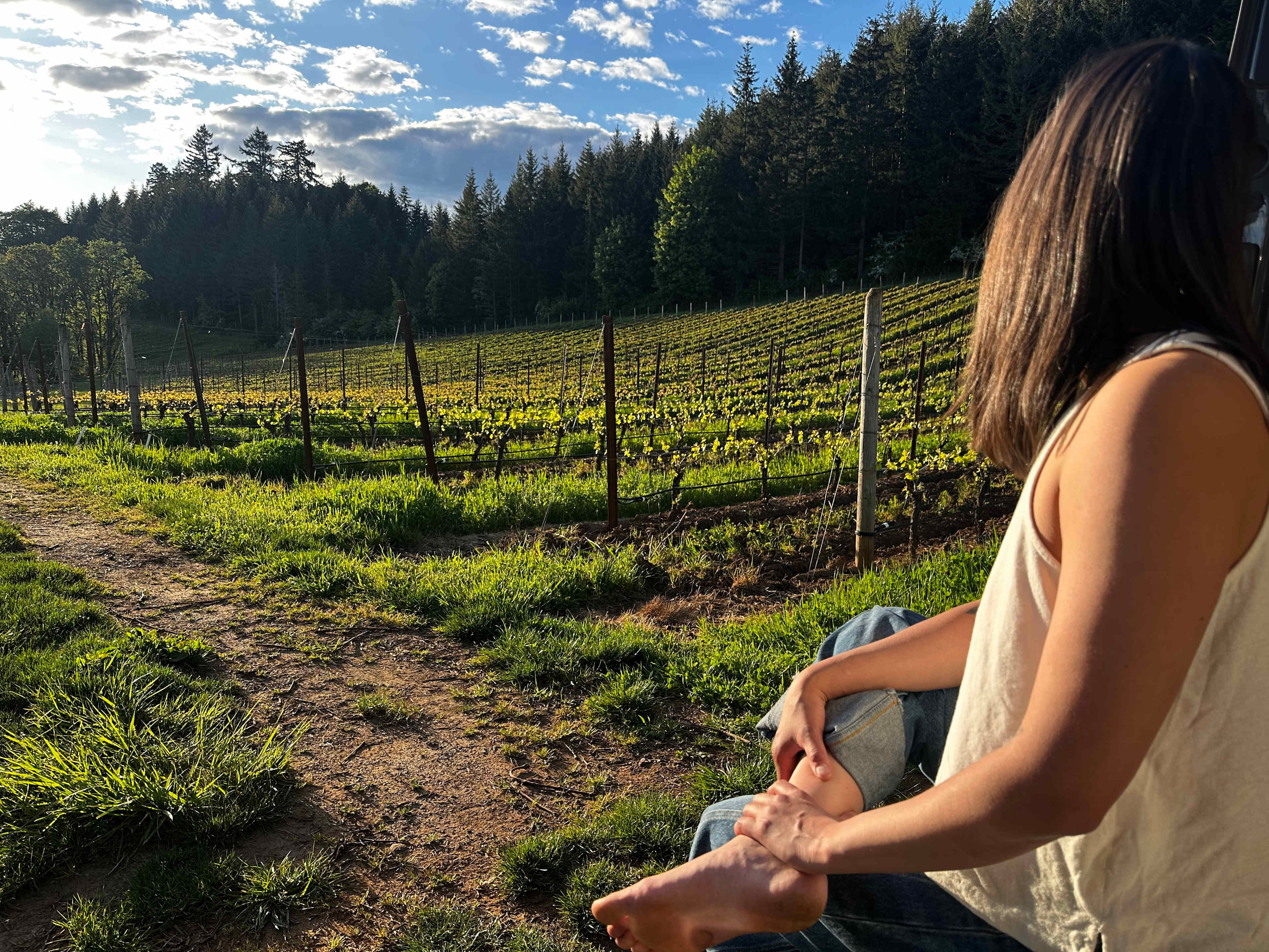 Old Wagon Road Vineyard