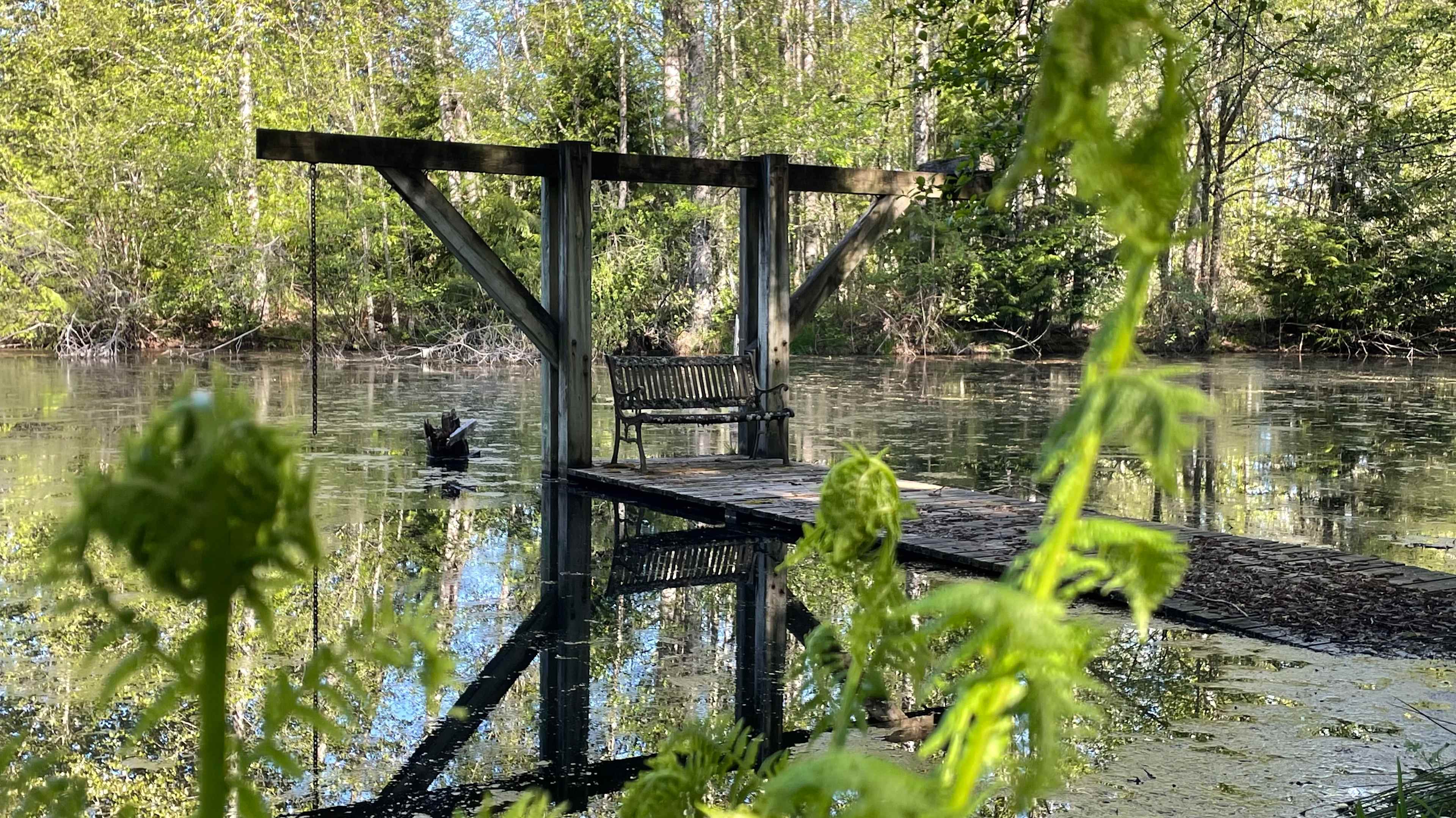 Wetland walk in the morning