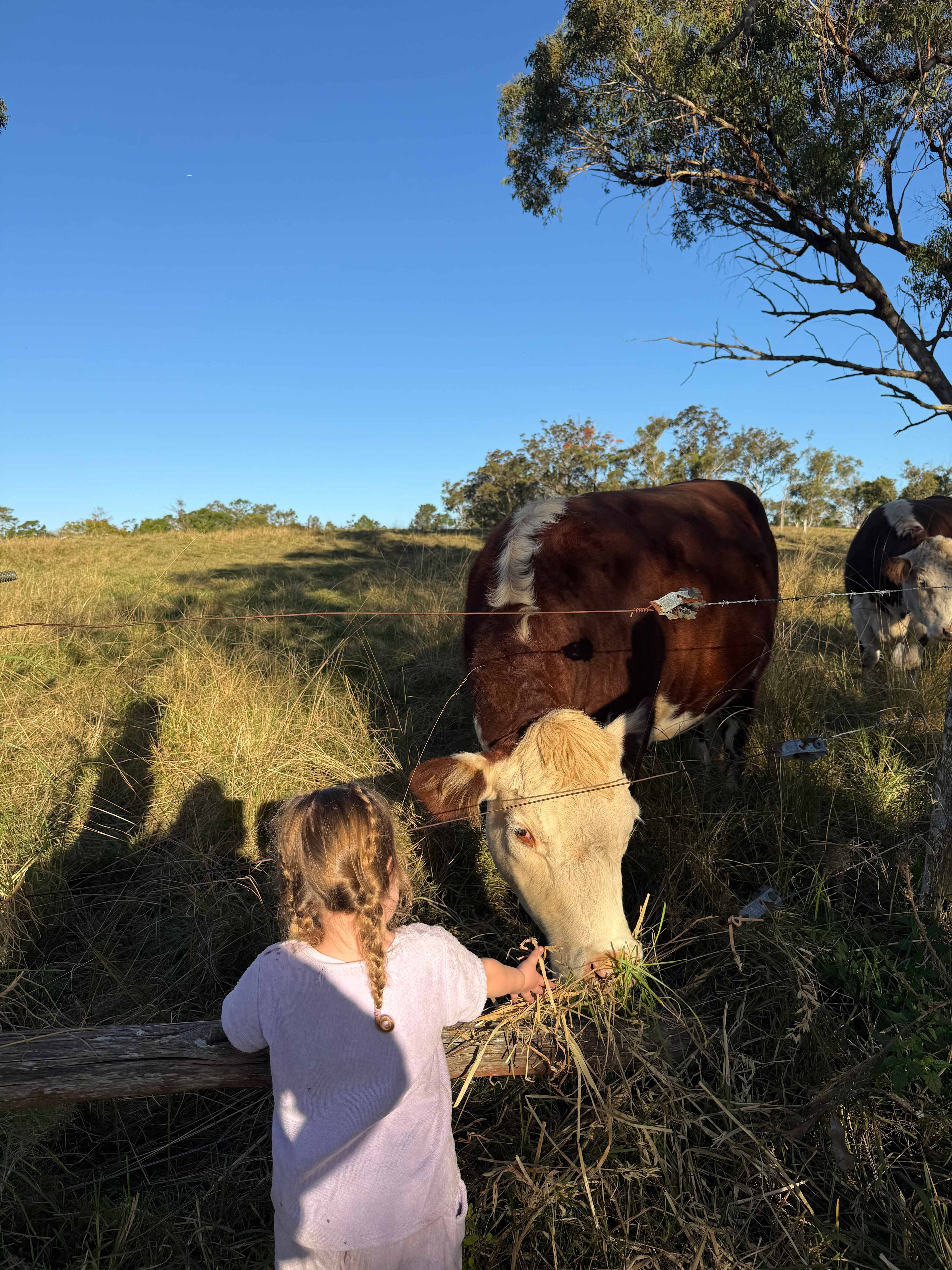 Cows 