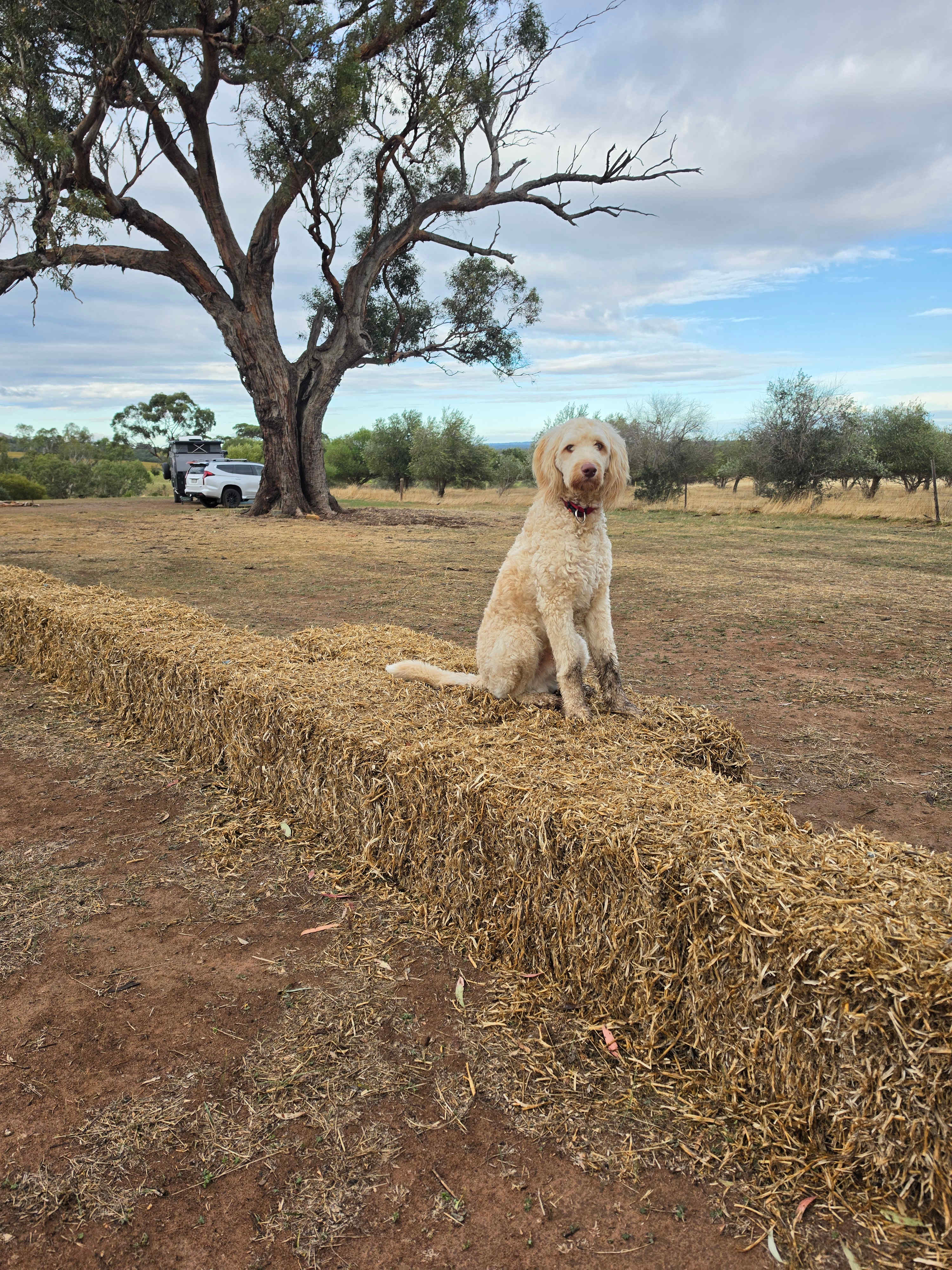 Jacob’s Creek Farm, Krondorf