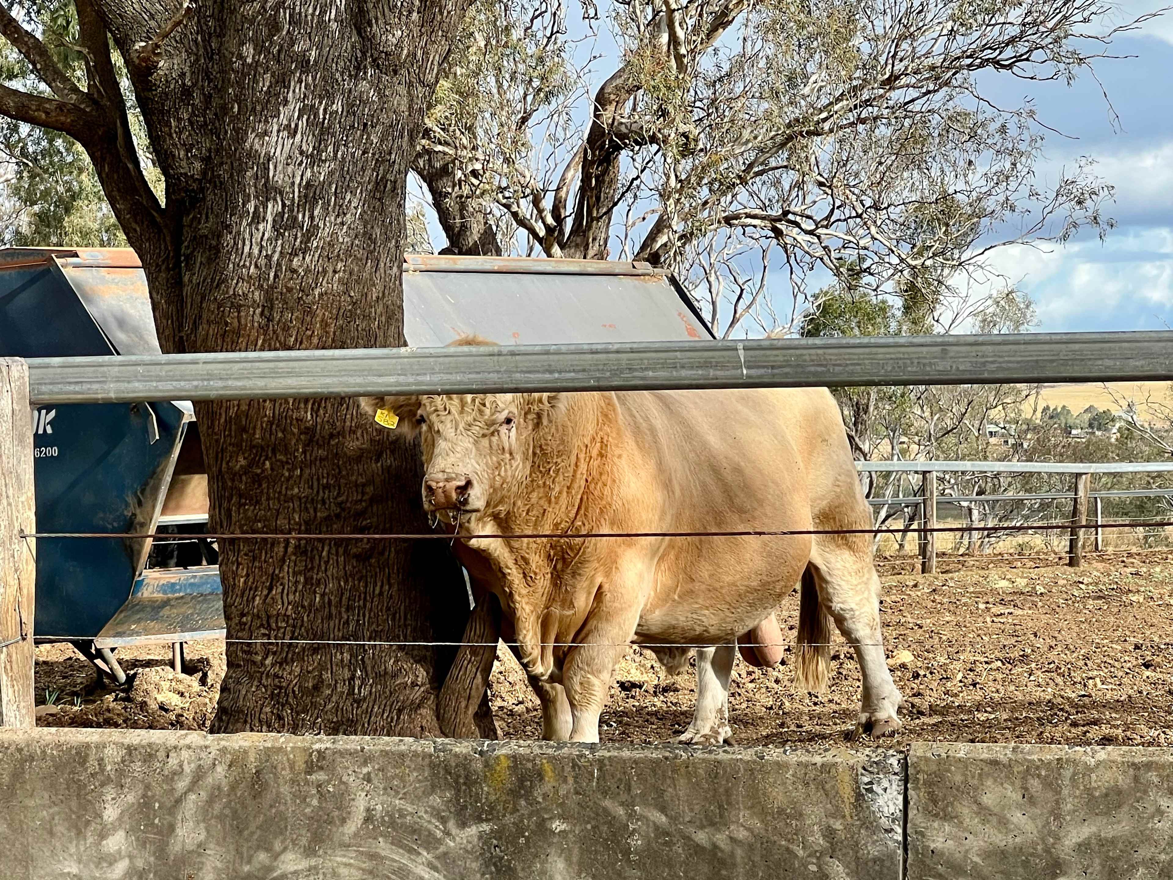 Mountview Farmstay