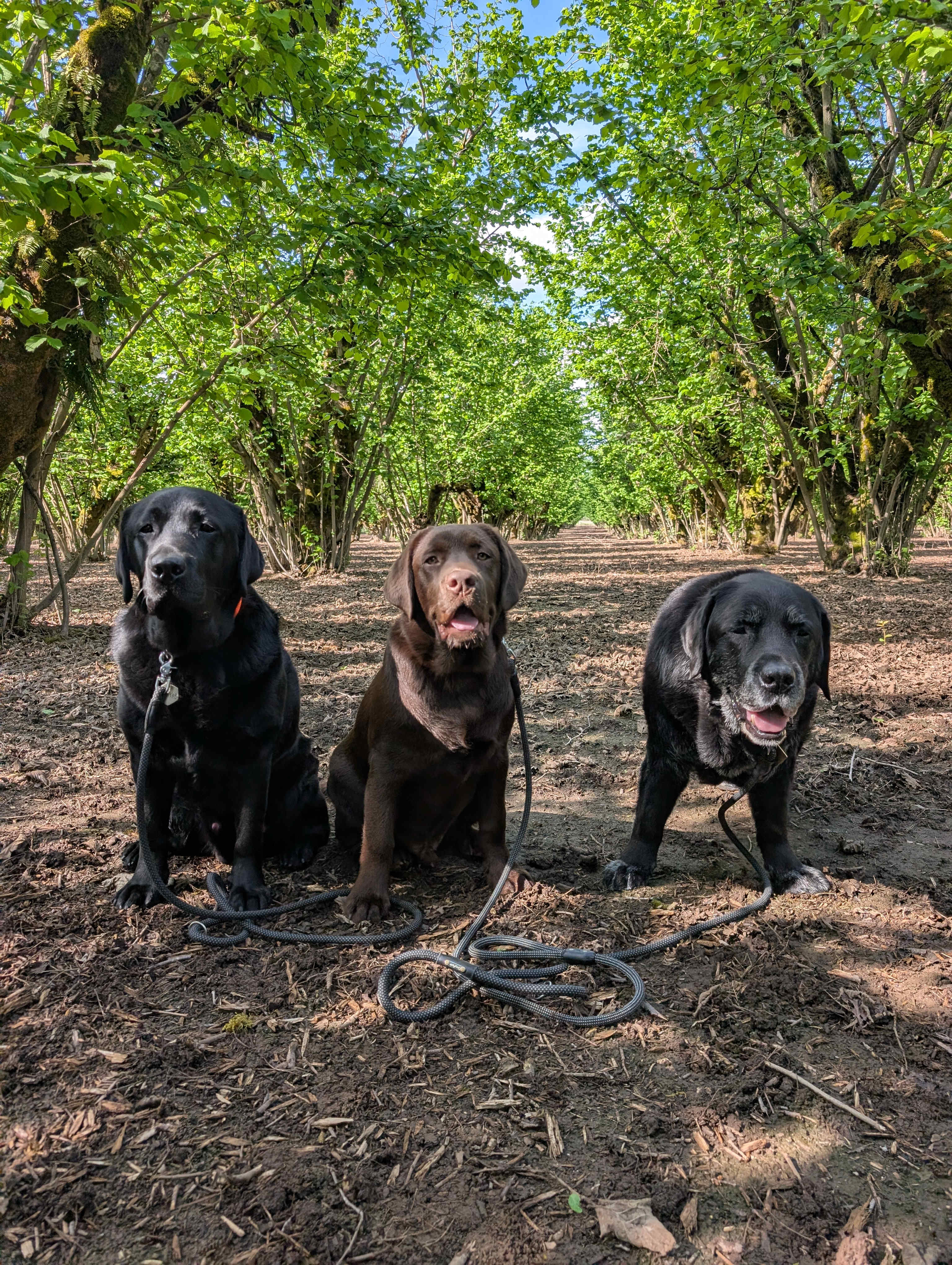 Tranquil Orchard and Wine Tours