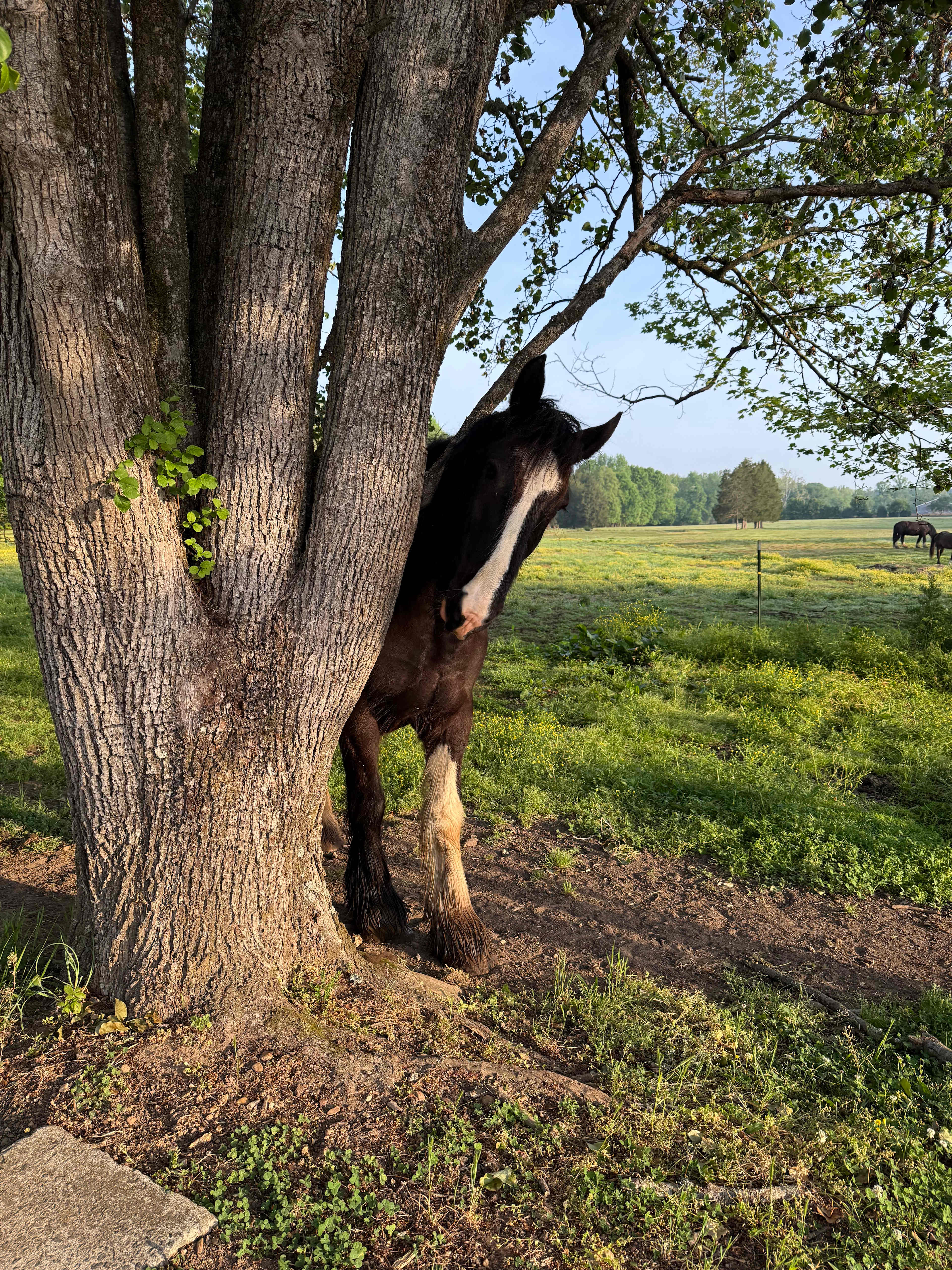 Kohler Farms-A Shire Horse...