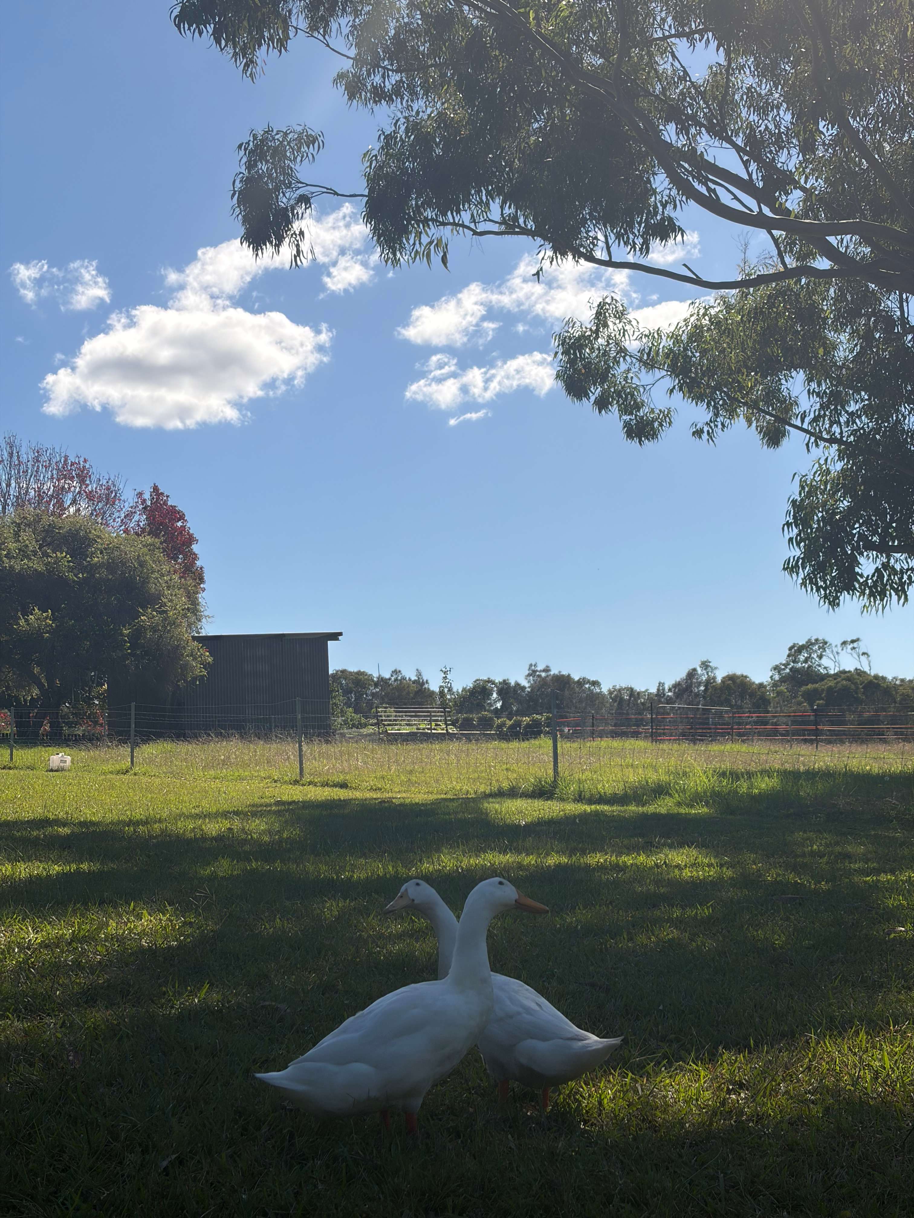 Farm Stay on Beautiful Lake Mac