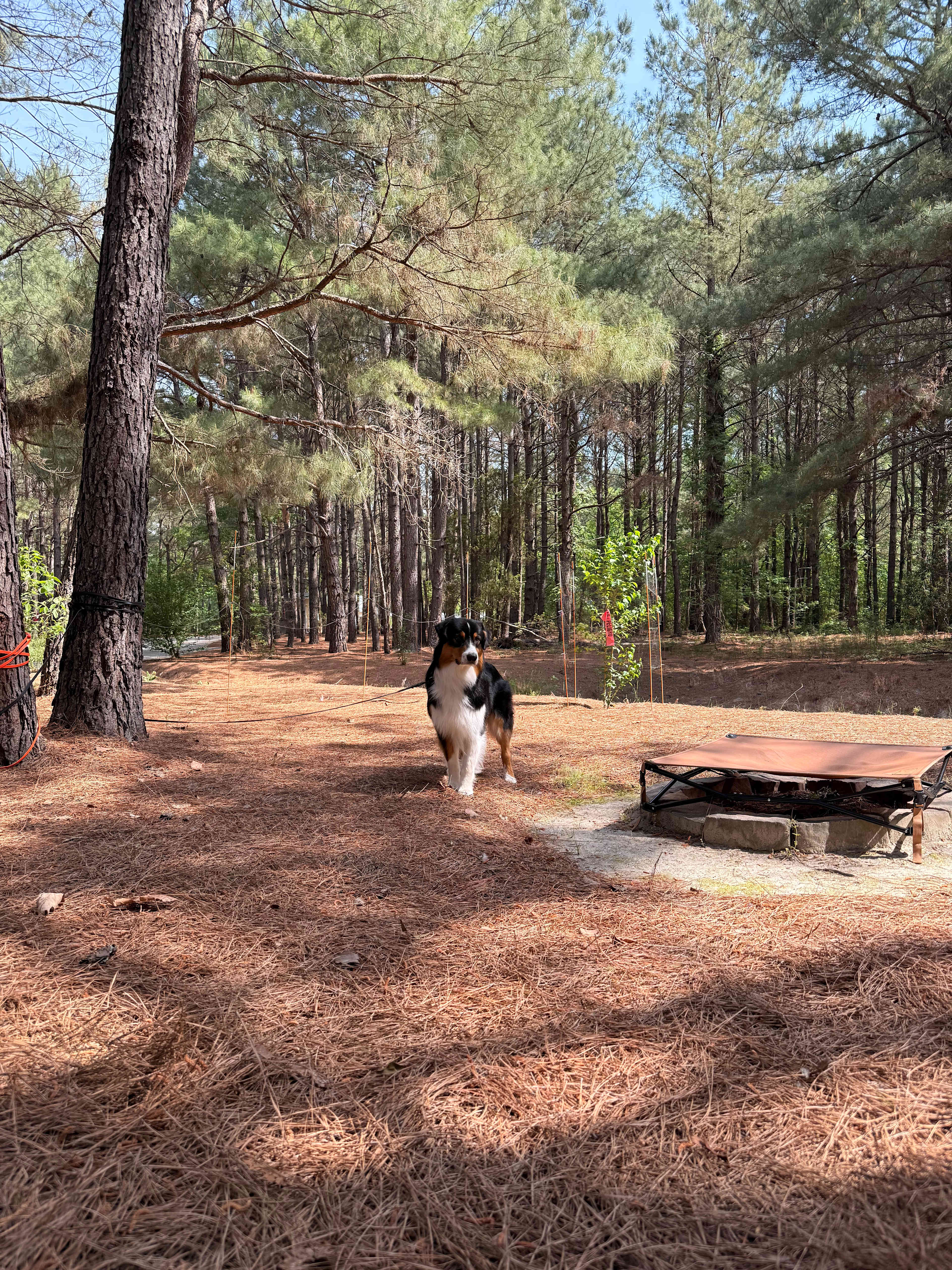 Cedar Creek Campground at Elease