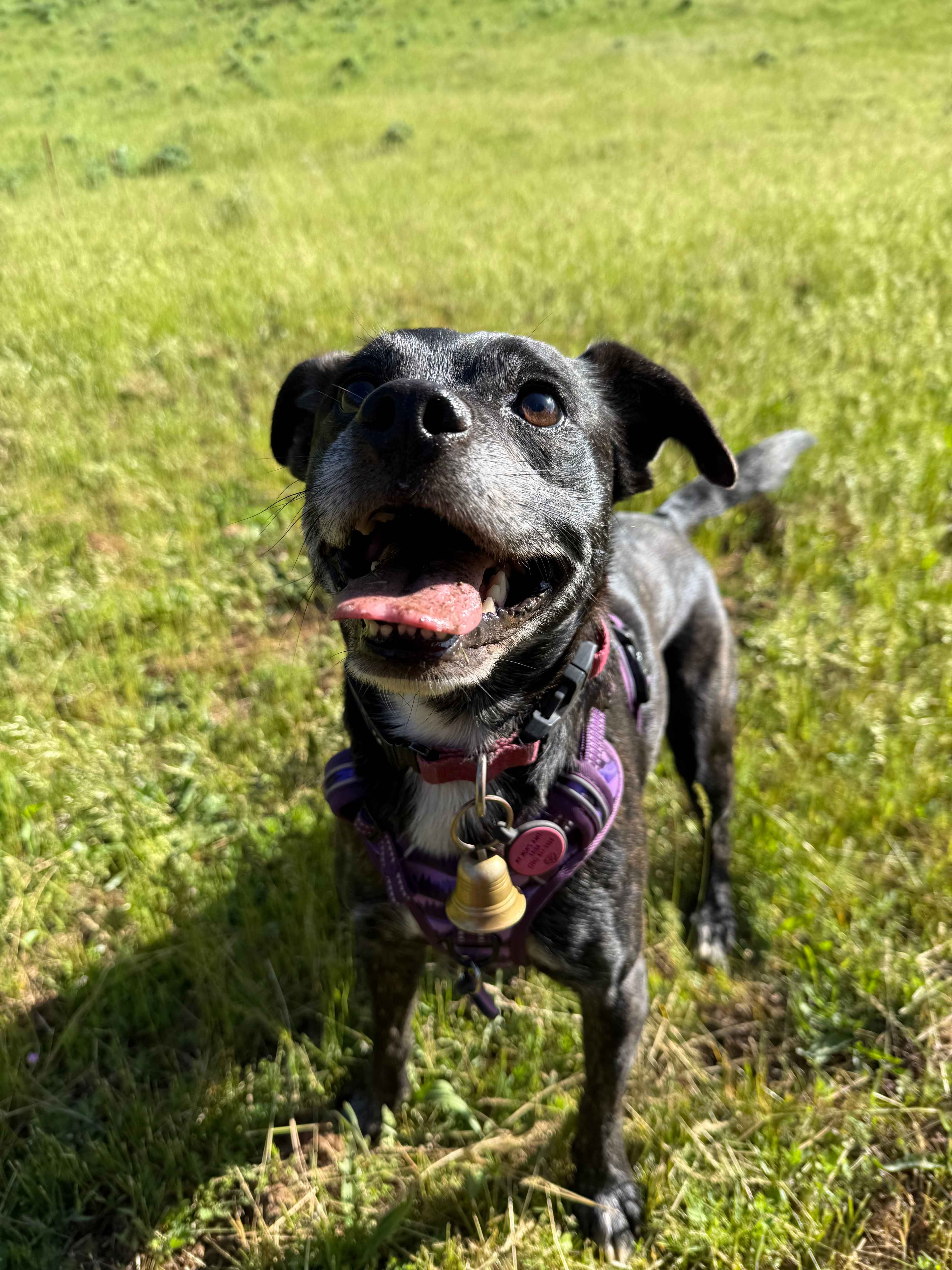 One happy dog! She loved looking at the salamanders on the property.