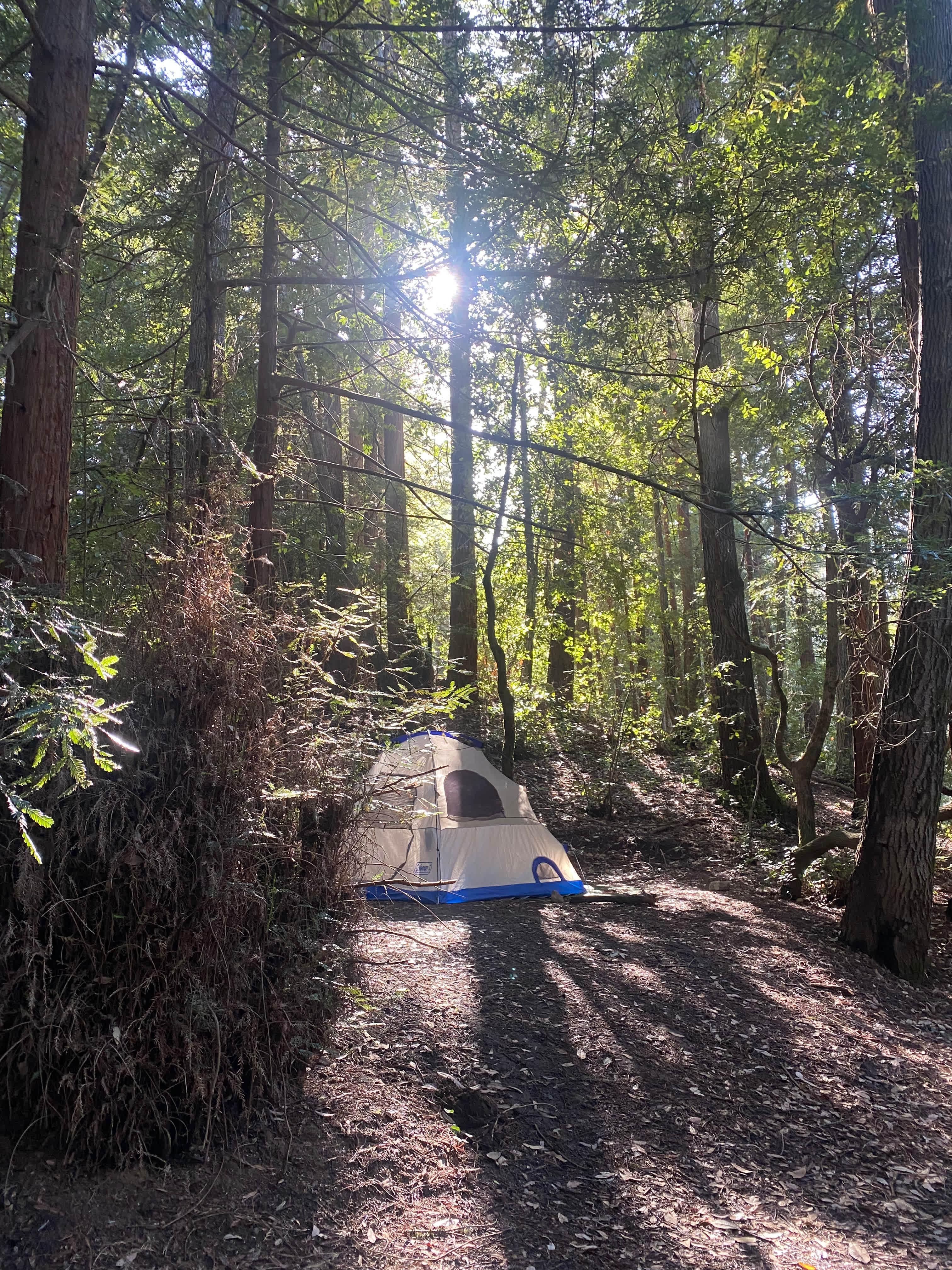 Redwood Paradise