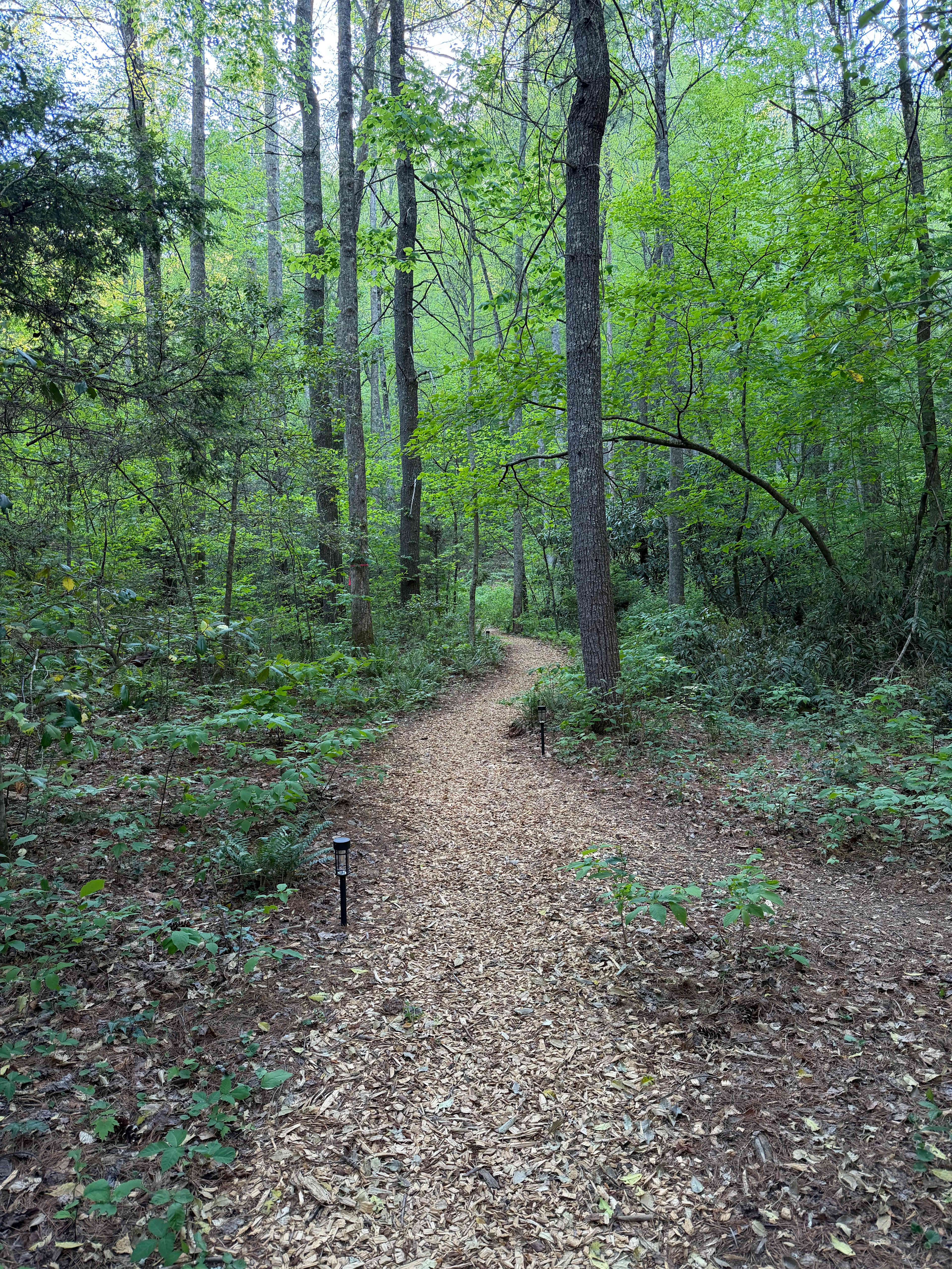 The path to Teela Springs Cabin. 